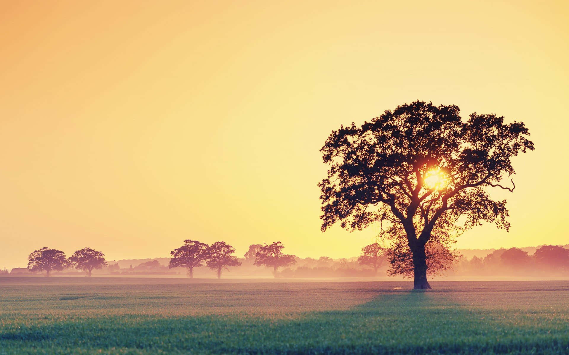 tree, sun rise, golden sunrise, Full HD Desktop Wallpaper