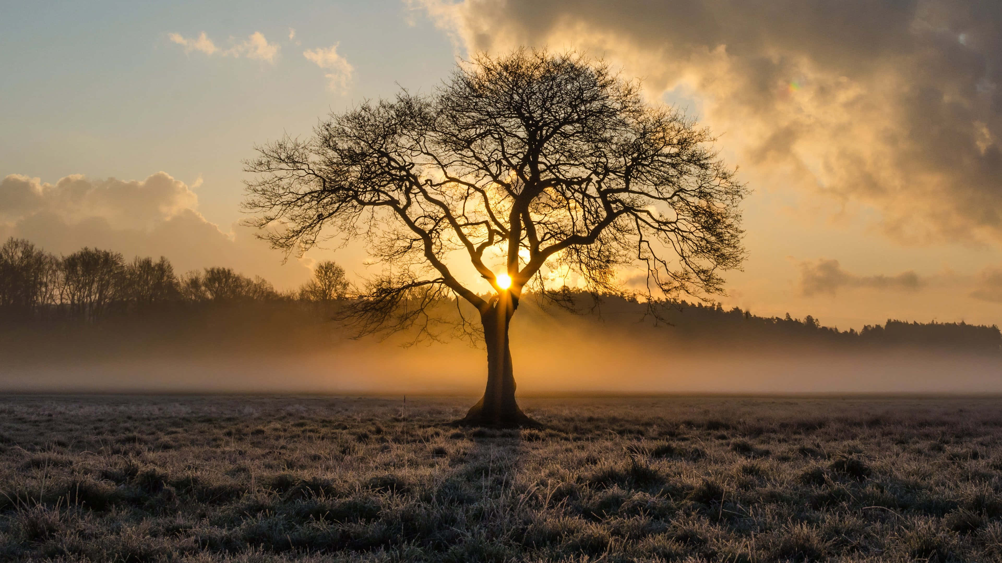 golden sunrise, frosty field, lone bare tree, 4K Desktop Wallpaper