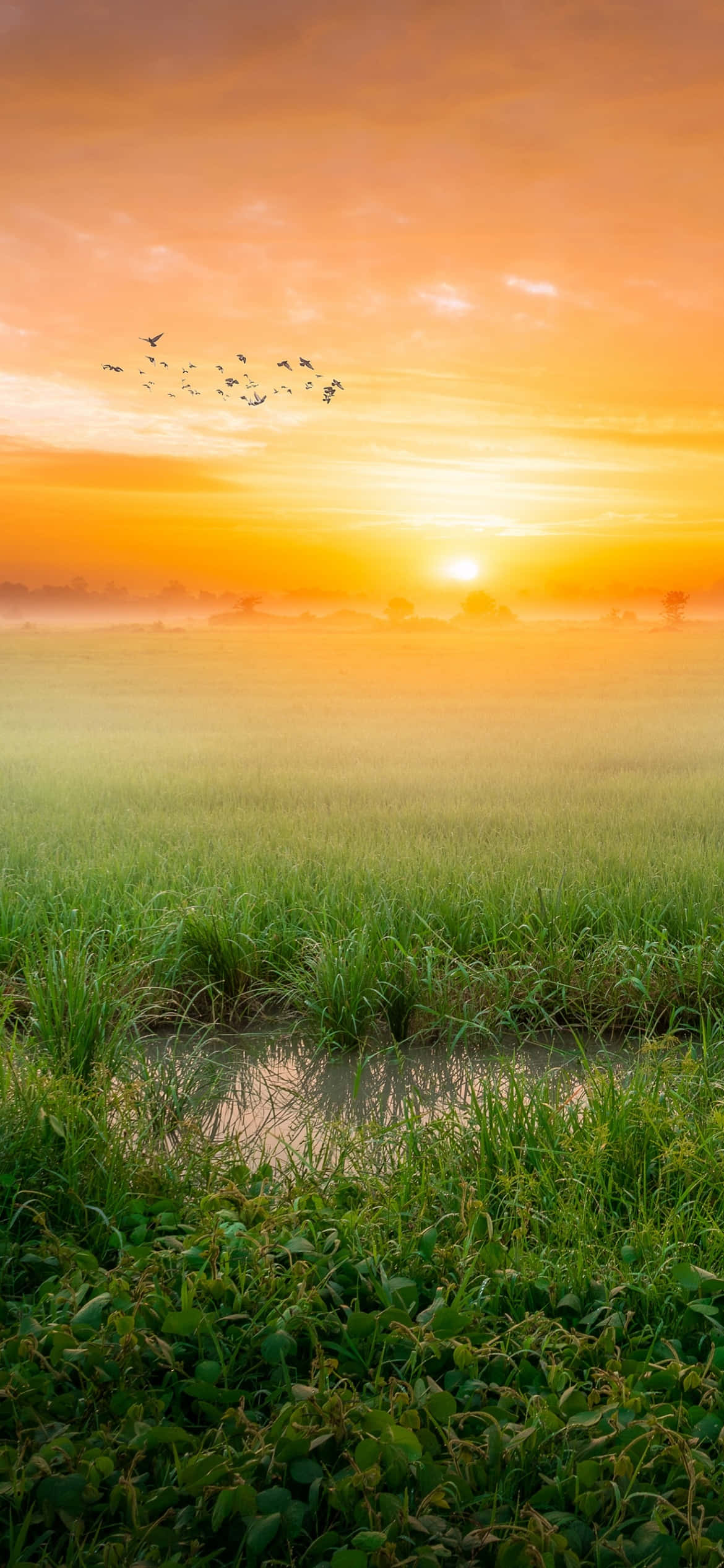 Sun Rise, muddy river, misty rice paddies, Full HD Phone Wallpaper