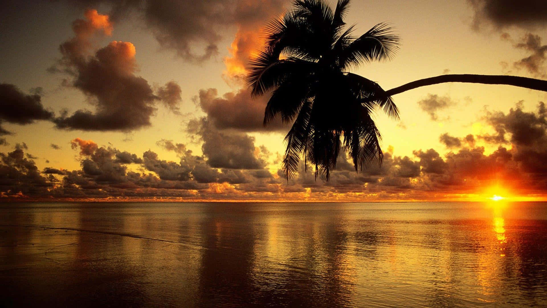 orange sun rise, palm tree, fiery sunset, Full HD Desktop Wallpaper