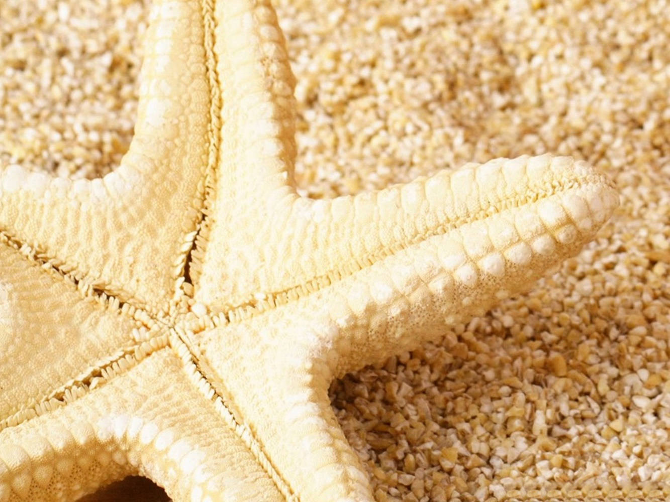 yellow corn starfish, pale yellow, coarse golden sand, HD Desktop Wallpaper