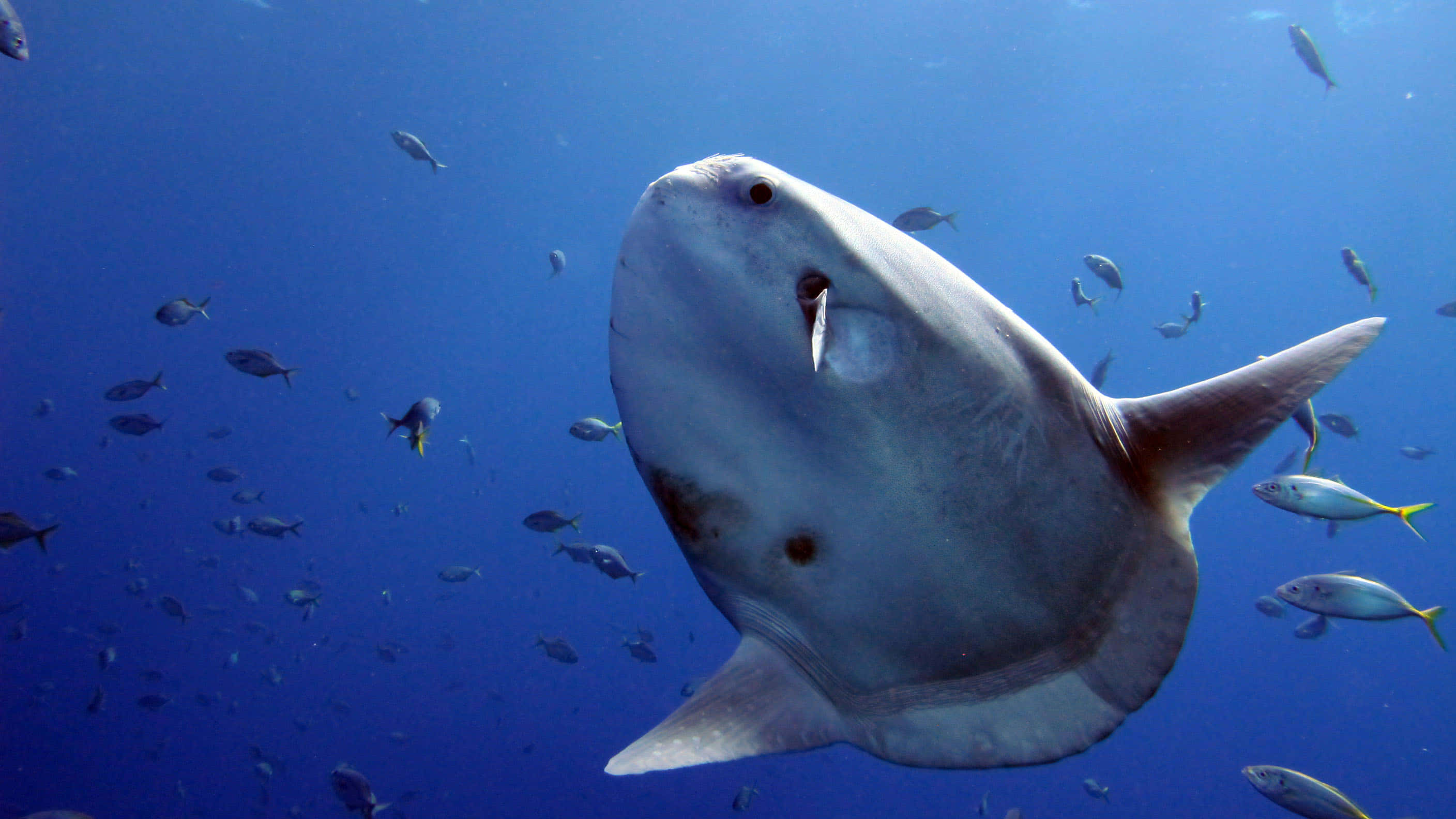 Sunfish, silver ocean sunfish, deep blue water, 2K Desktop Wallpaper