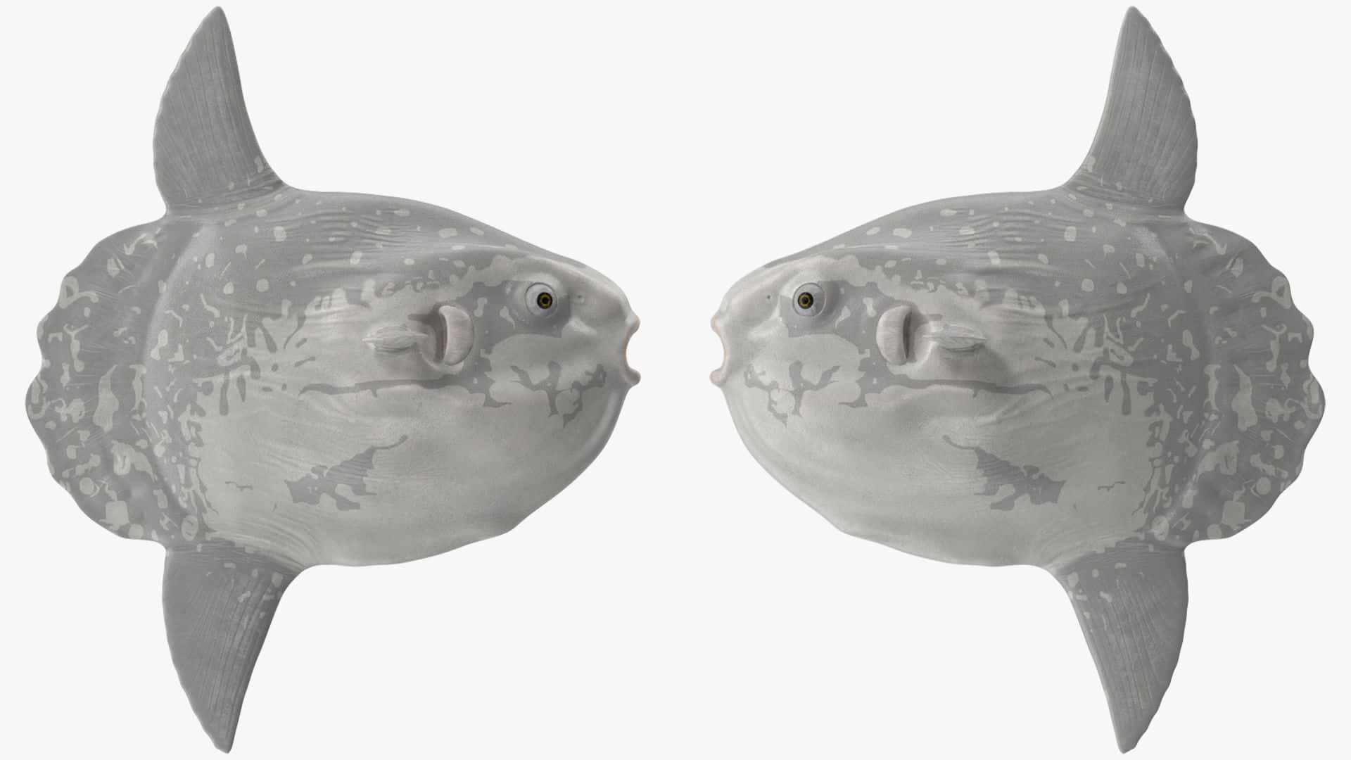 Sunfish, gray textured, detailed scales, Full HD Desktop Wallpaper