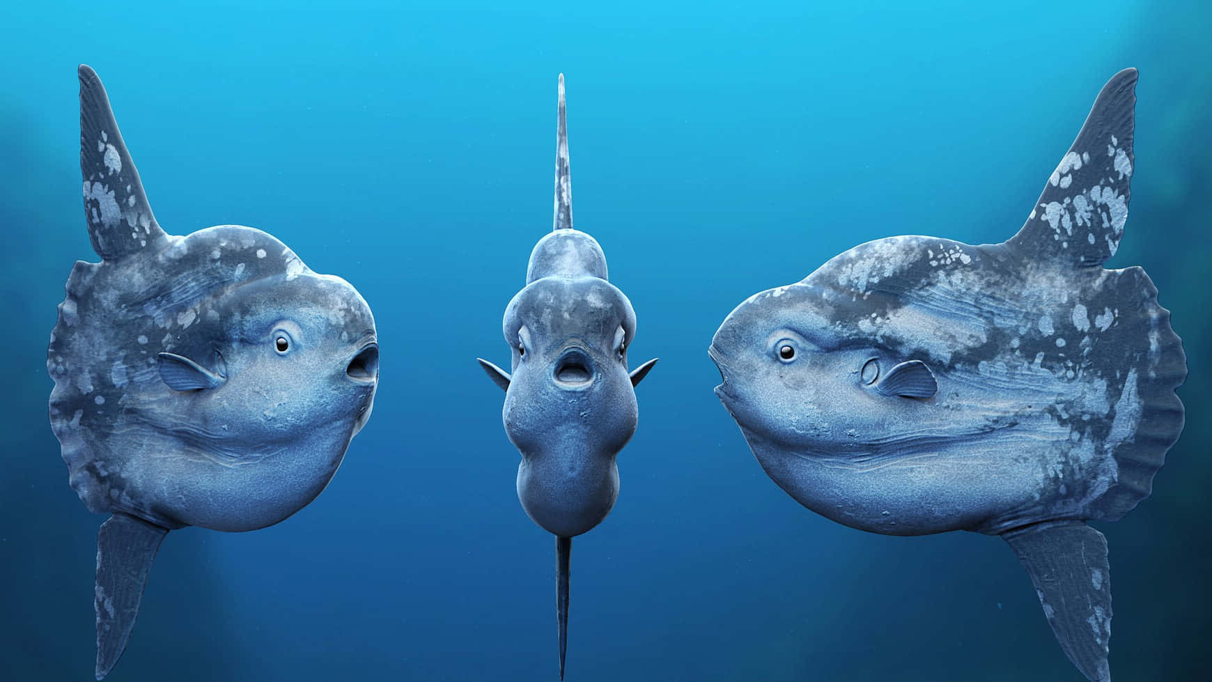 Three Sunfish, underwater portrait, deep blue water, HD Desktop Wallpaper