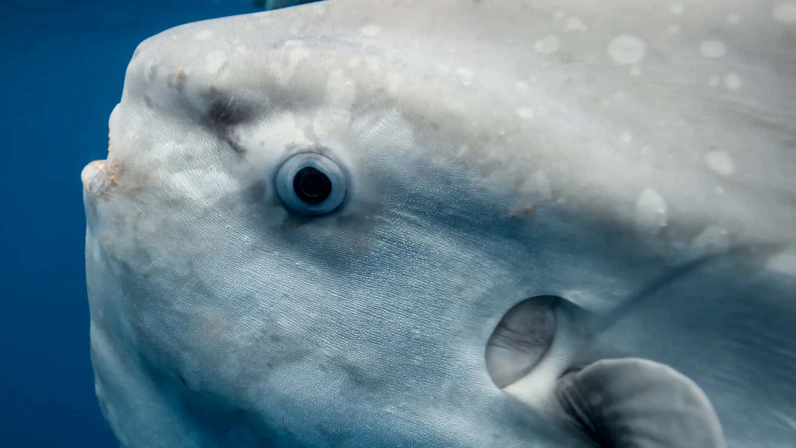 sunfish, oceanic sunfish, textured gray skin, HD Desktop Wallpaper