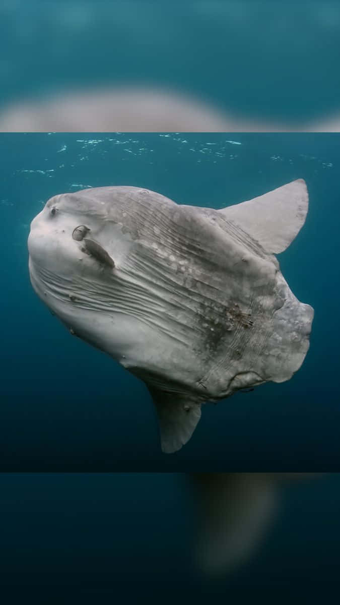 sunfish, turquoise waters, ocean, SD Phone Wallpaper