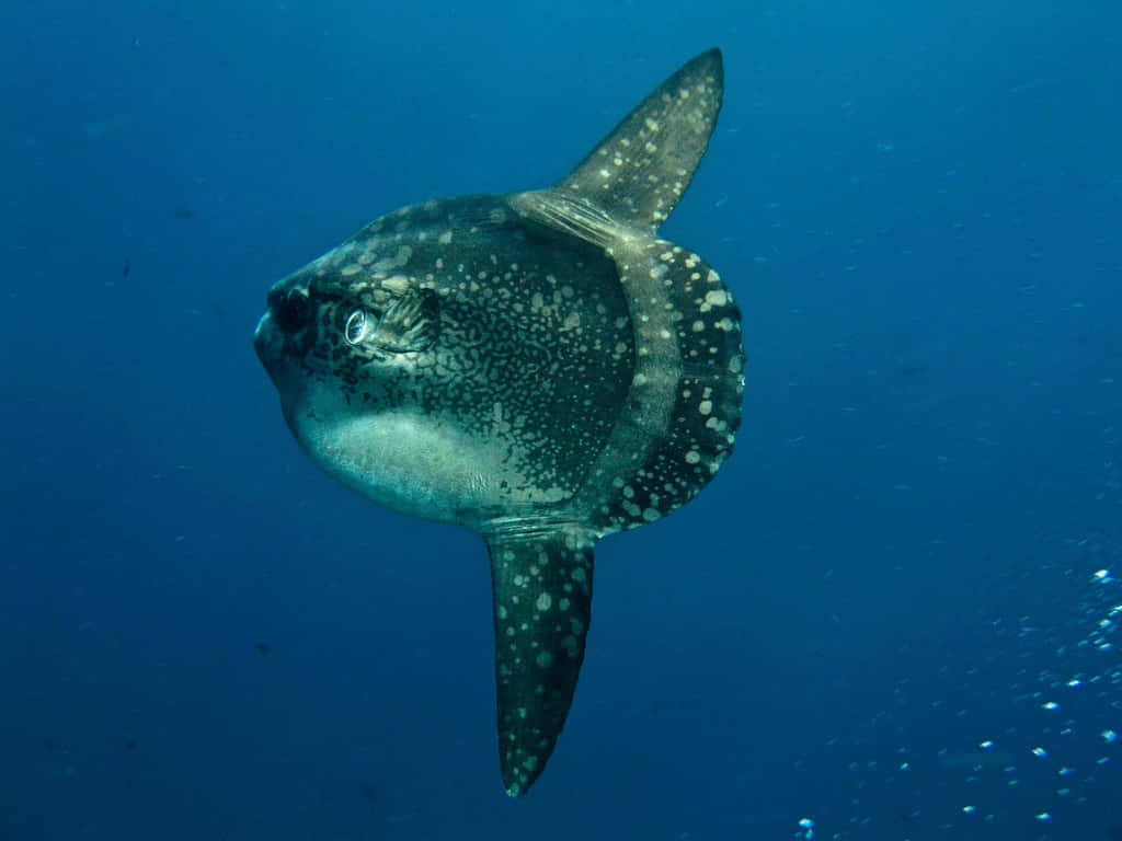 sunfish, ocean sunfish, clear blue water, SD Desktop Wallpaper