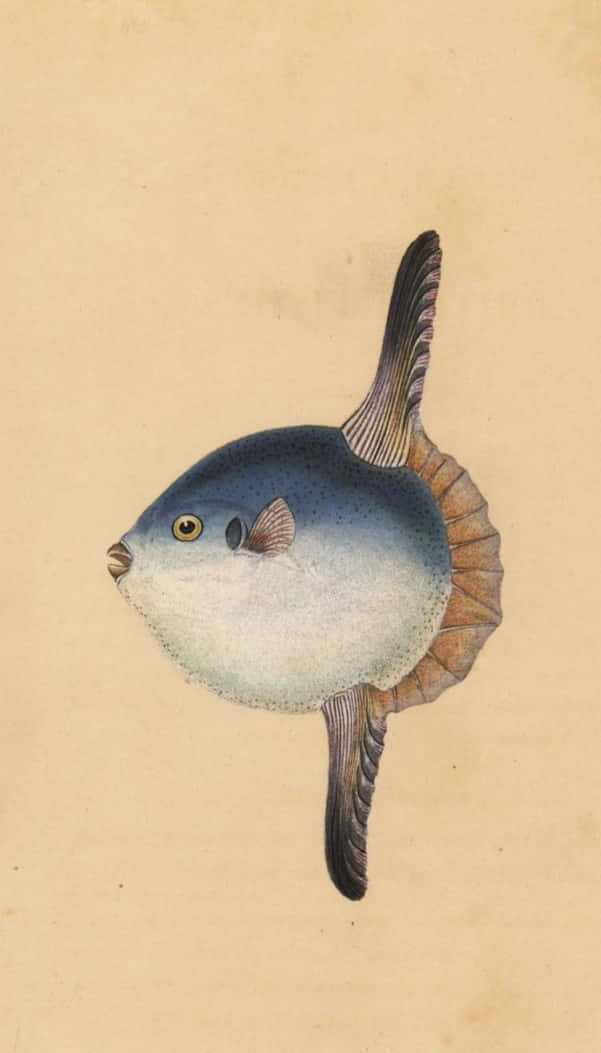 Sunfish, blue and white pufferfish, yellow eye, SD Phone Wallpaper