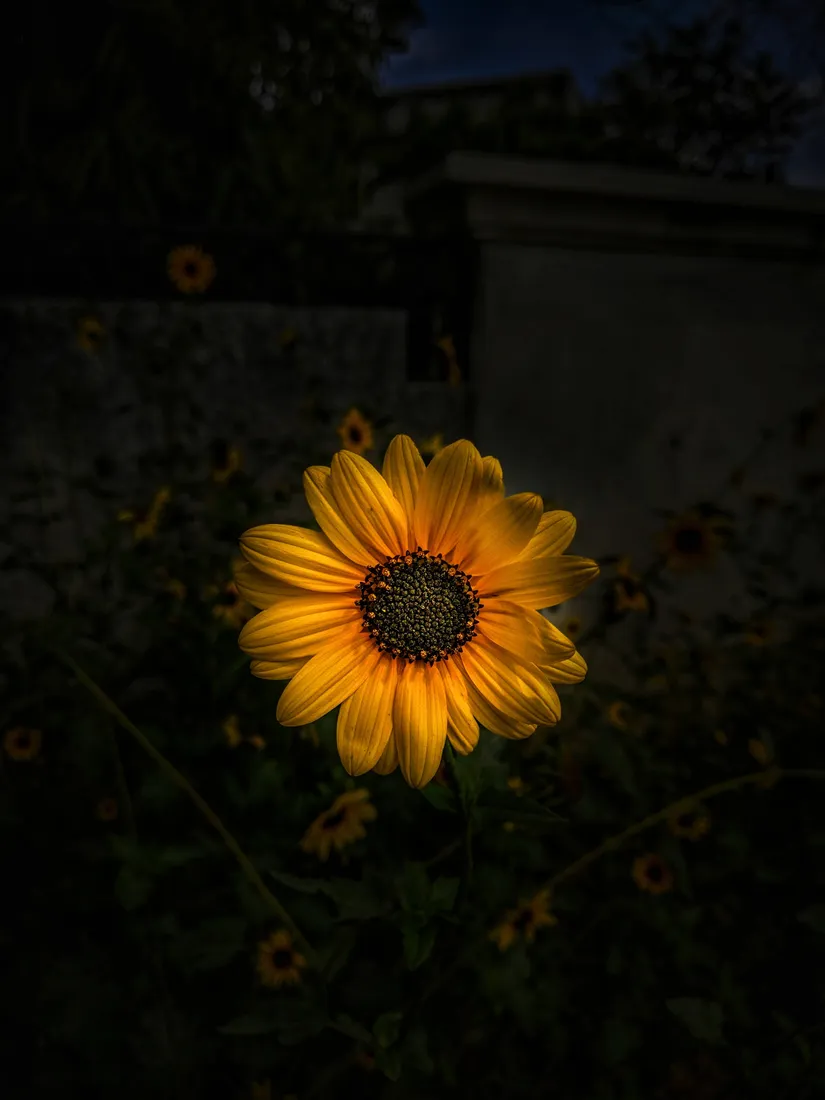 Sunflower Aesthetic iPhone