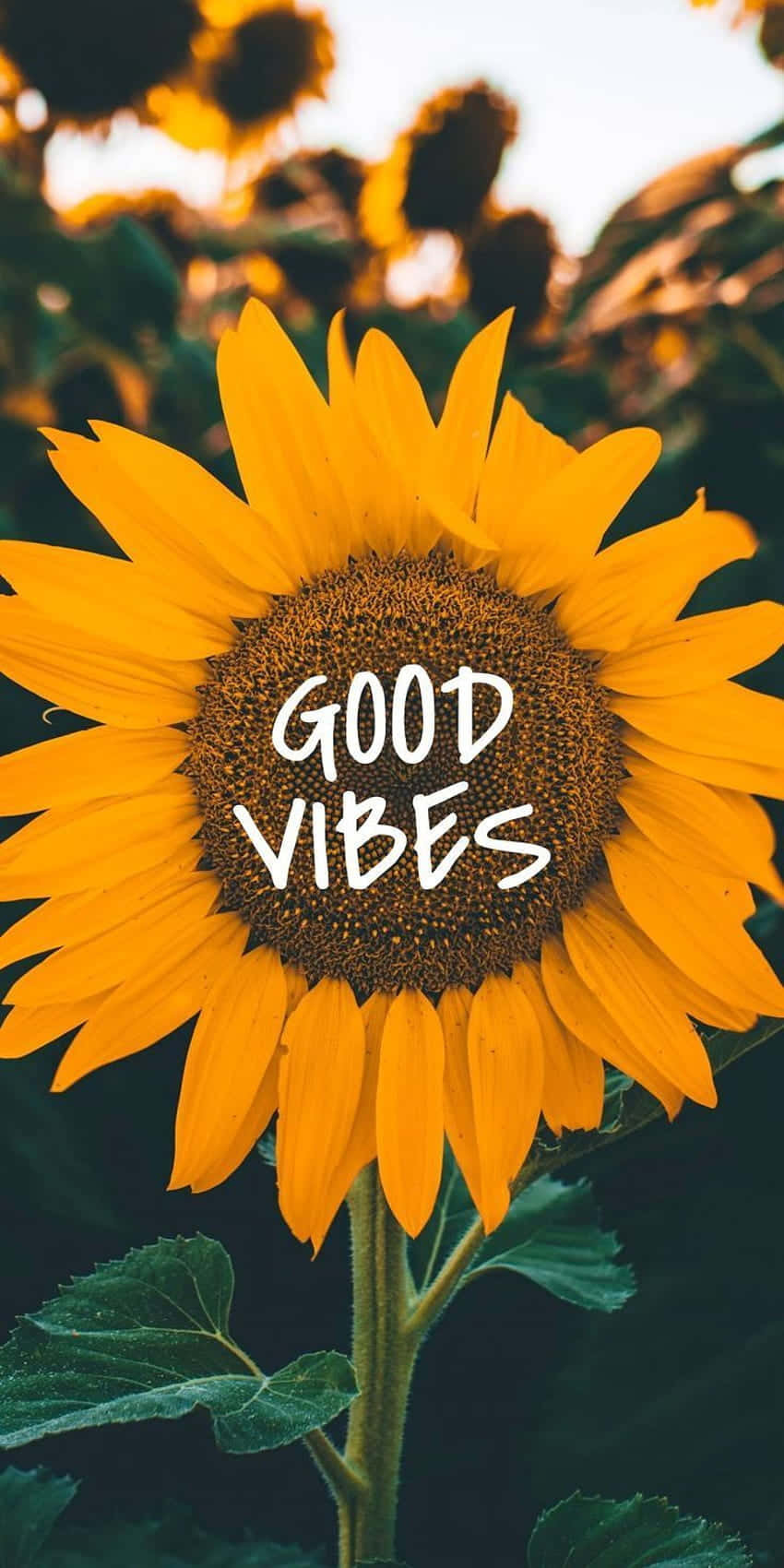 sunflower aesthetic iPhone, GOOD VIBES, golden light, HD Phone Wallpaper