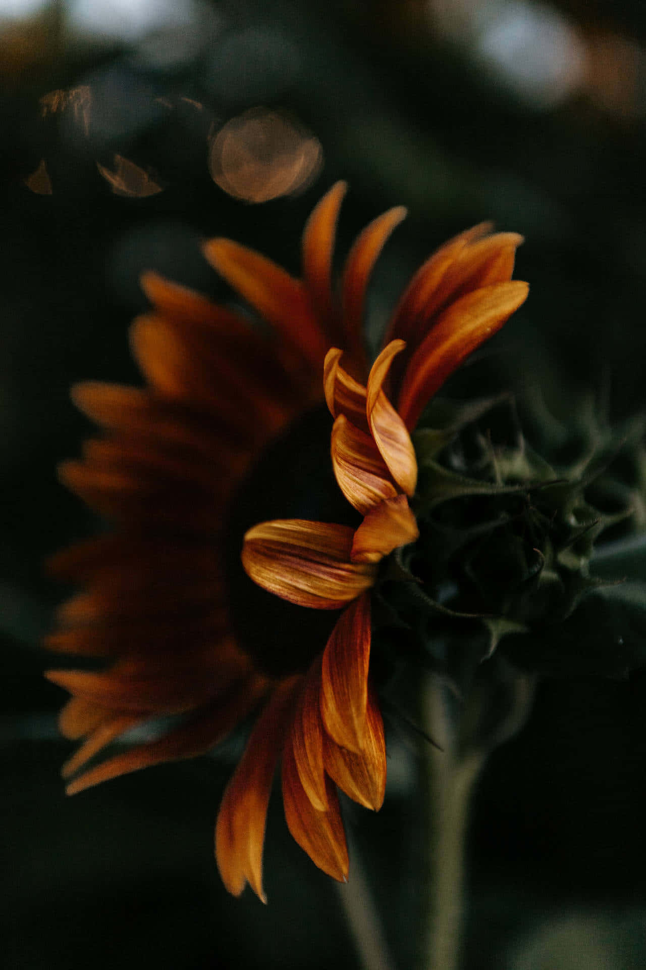 sunflower, pink aesthetic, orange petals, Full HD Phone Wallpaper
