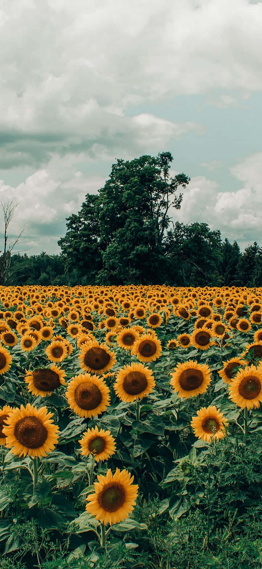 Sunflower Aesthetic iPhone, bright yellow sunflowers, cloudy sky, HD Phone Wallpaper