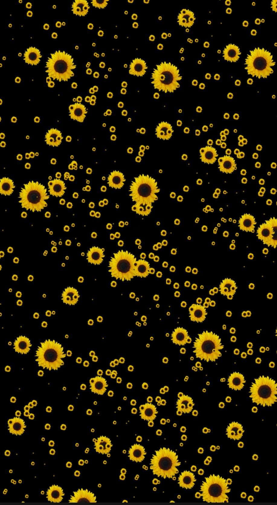 sunflower, vibrant yellow, stark black background, HD Phone Wallpaper