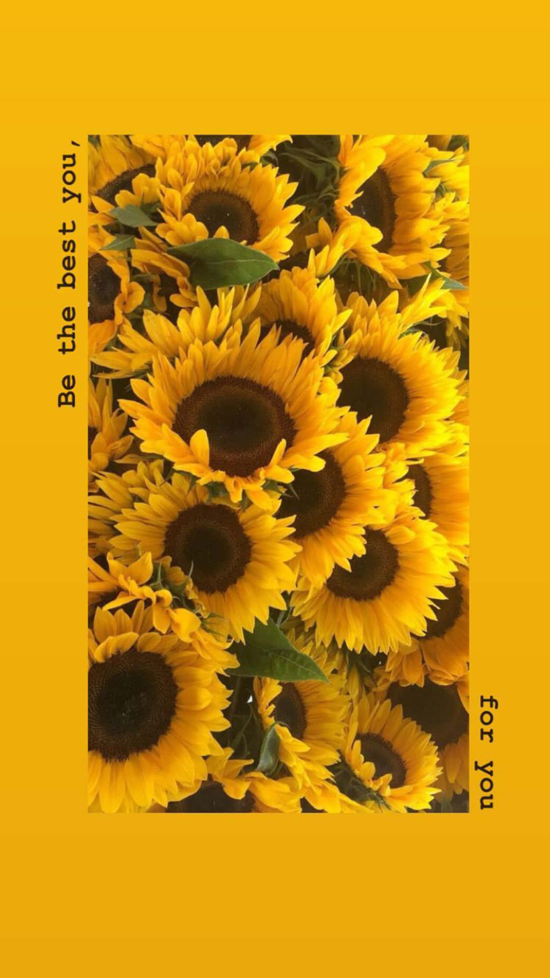 Sunflower Aesthetic iPhone, vibrant sunflowers, solid yellow background, Full HD Phone Wallpaper