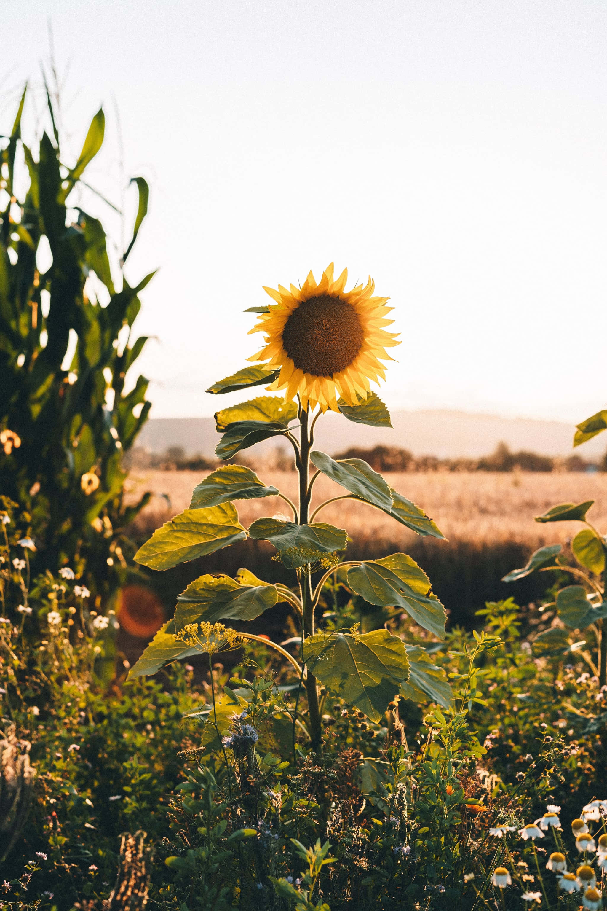 sunflower aesthetic iPhone, golden field, sunset, 2K Phone Wallpaper