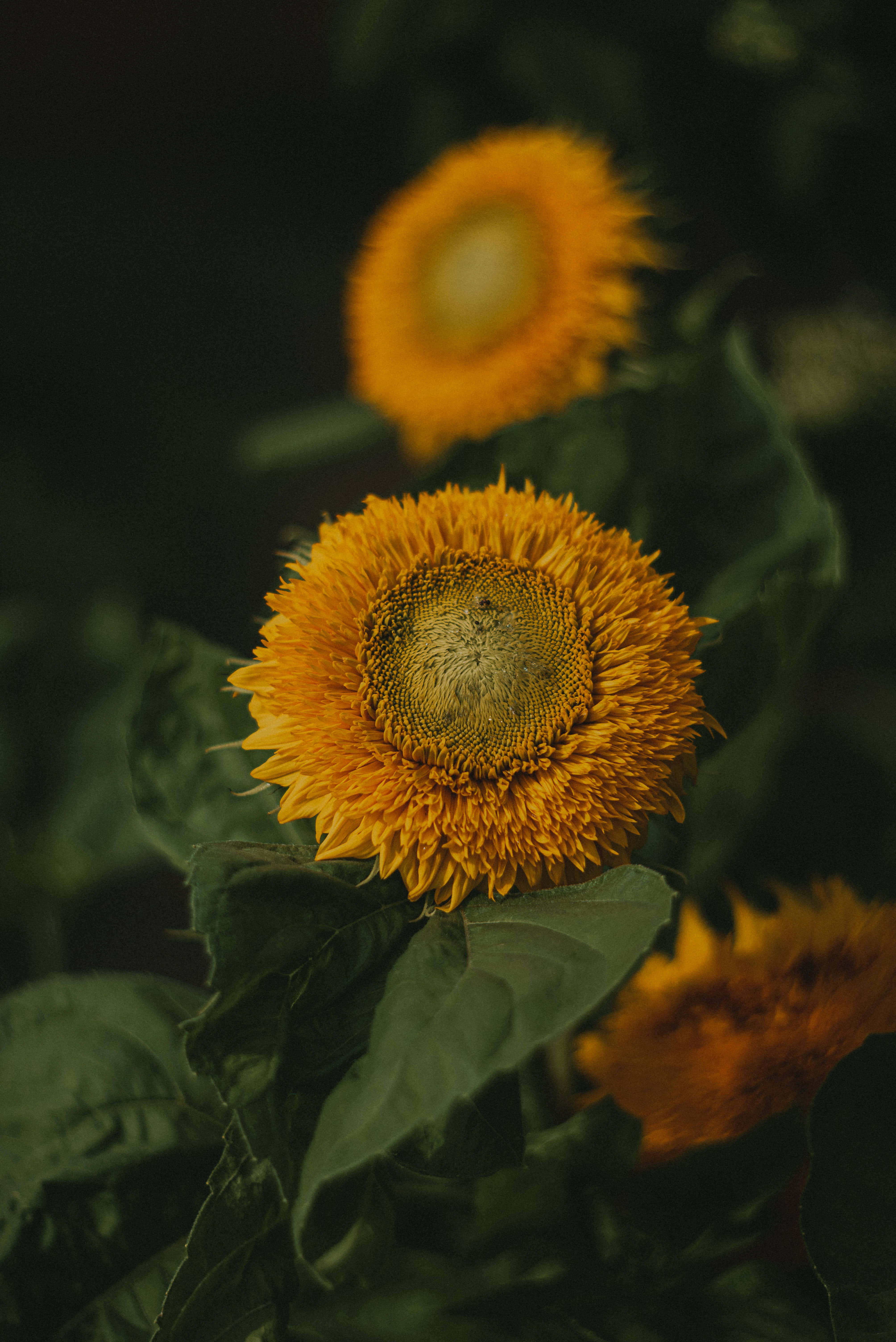 sunflower, golden petals, textured center, 5K Phone Wallpaper