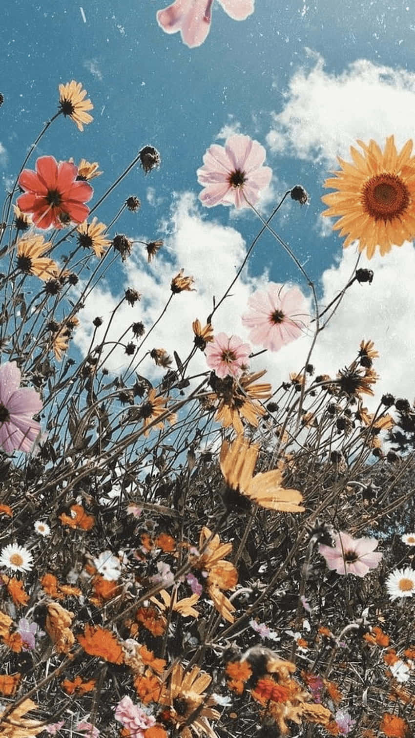 Sunflower Aesthetic iPhone, cosmos flowers, pink orange and white, HD Phone Wallpaper