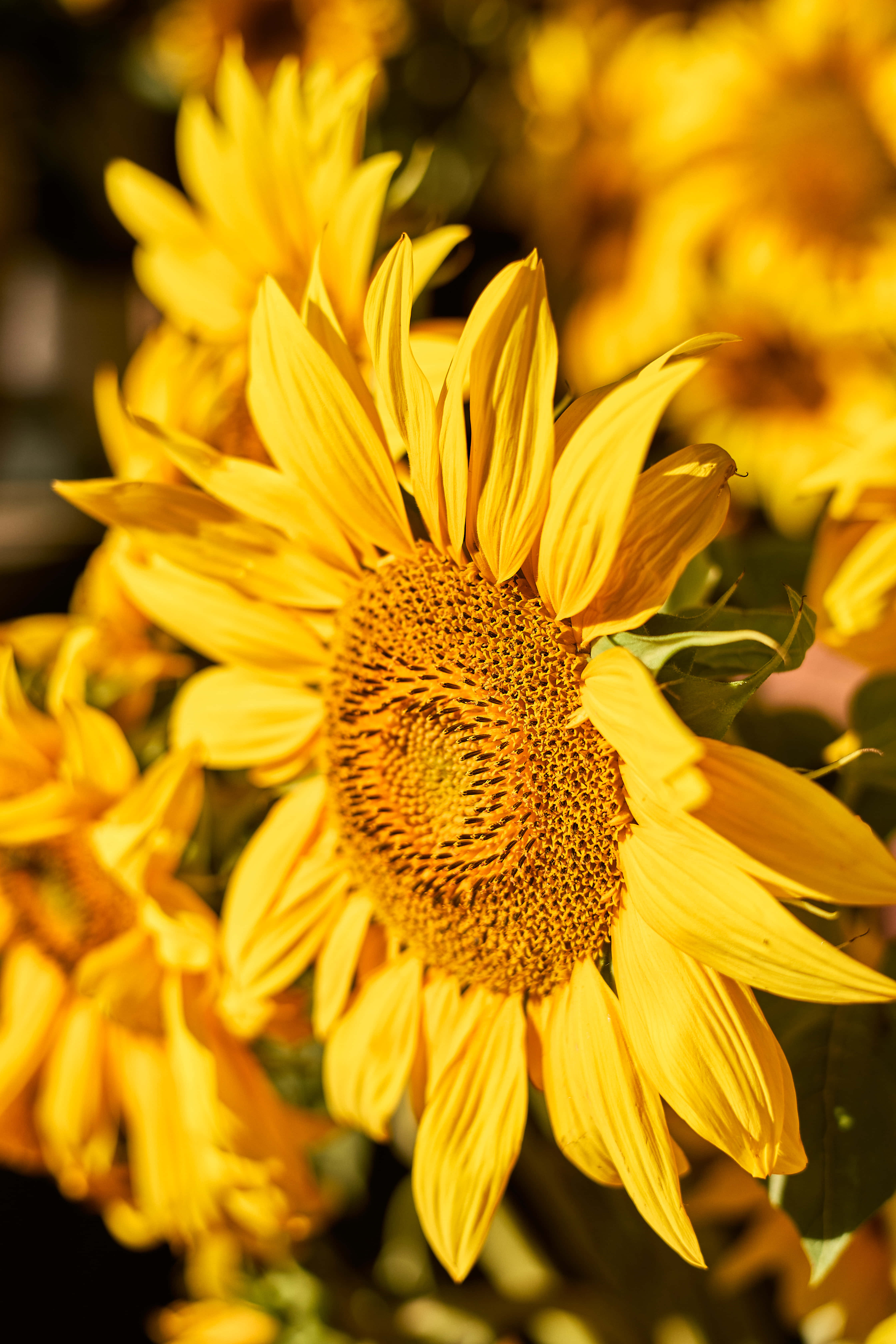 sunflower, golden petals, detailed center, 5K Phone Wallpaper