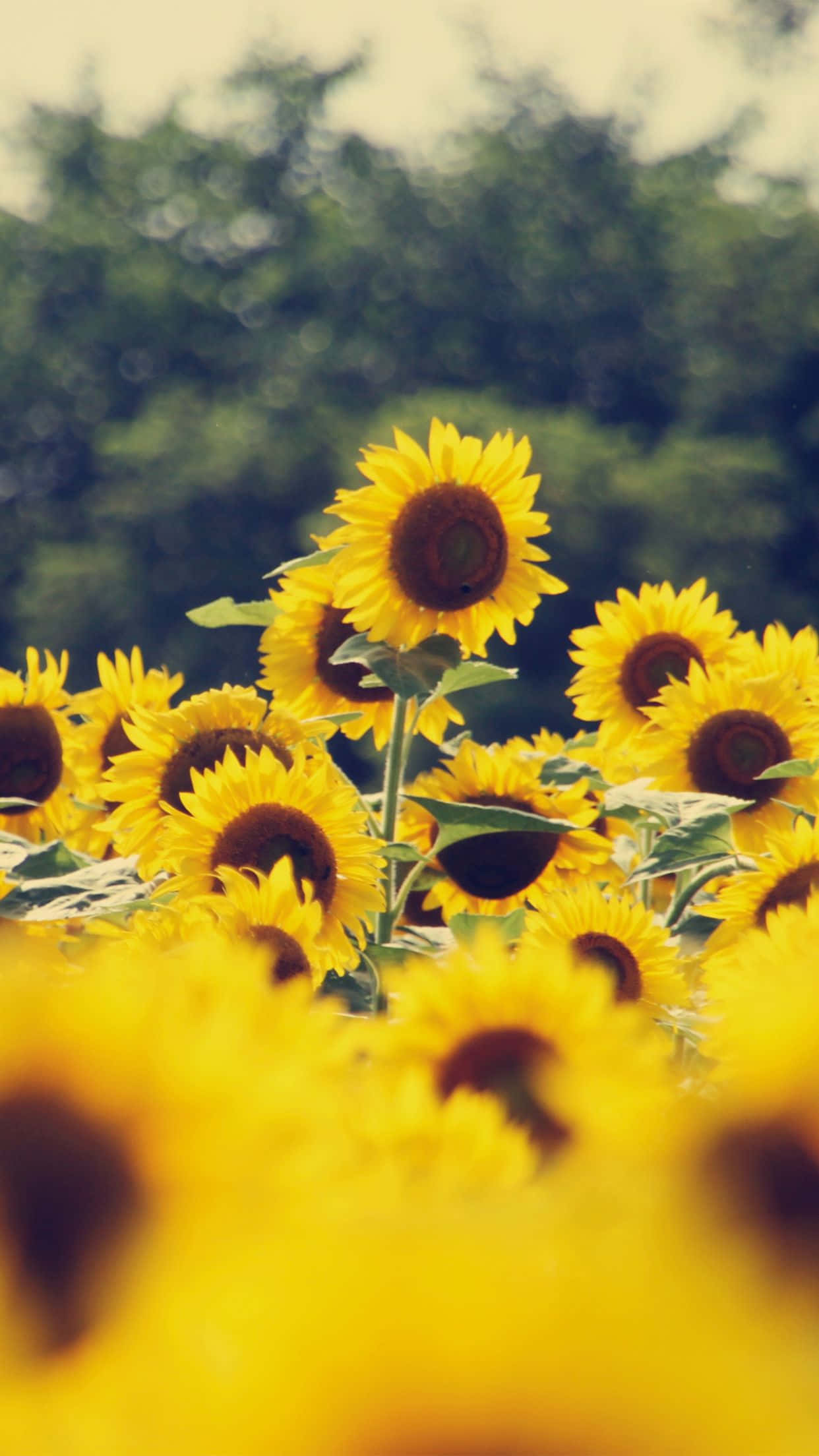 sunflower, golden field, warm daylight, Full HD Phone Wallpaper