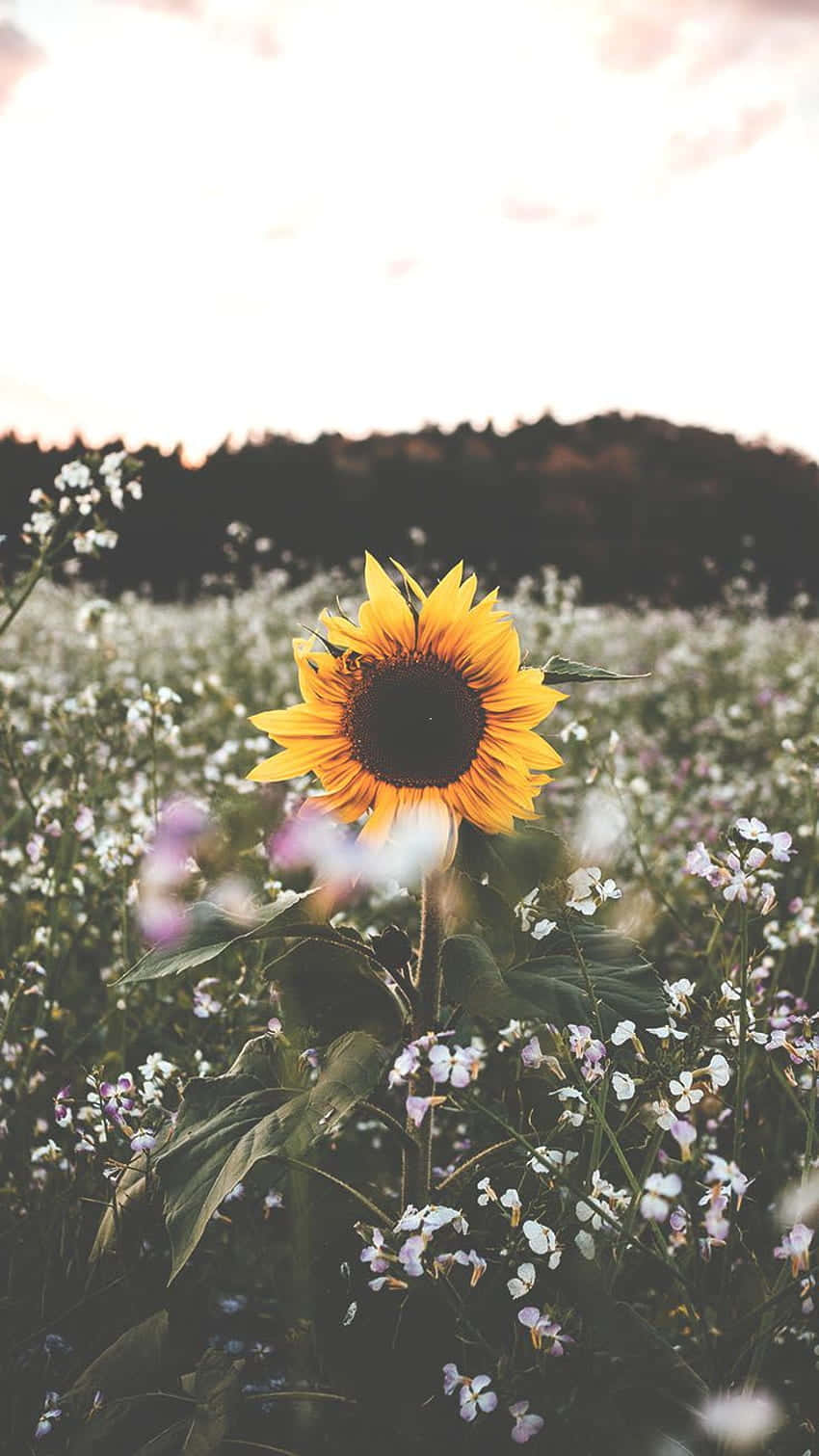 Sunflower Aesthetic iPhone, sunflower, white and purple wildflowers, HD Phone Wallpaper