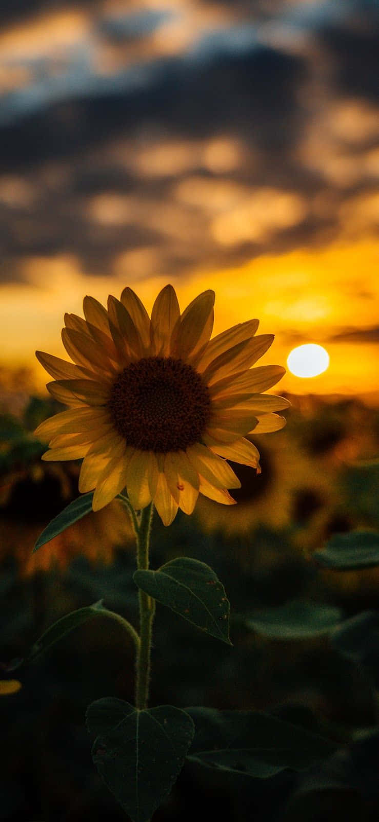 sunflower, sunset sky, golden clouds, HD Phone Wallpaper