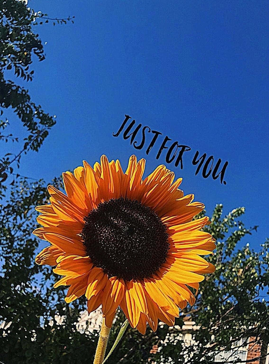 sunflower, clear blue sky, just for you, HD Phone Wallpaper
