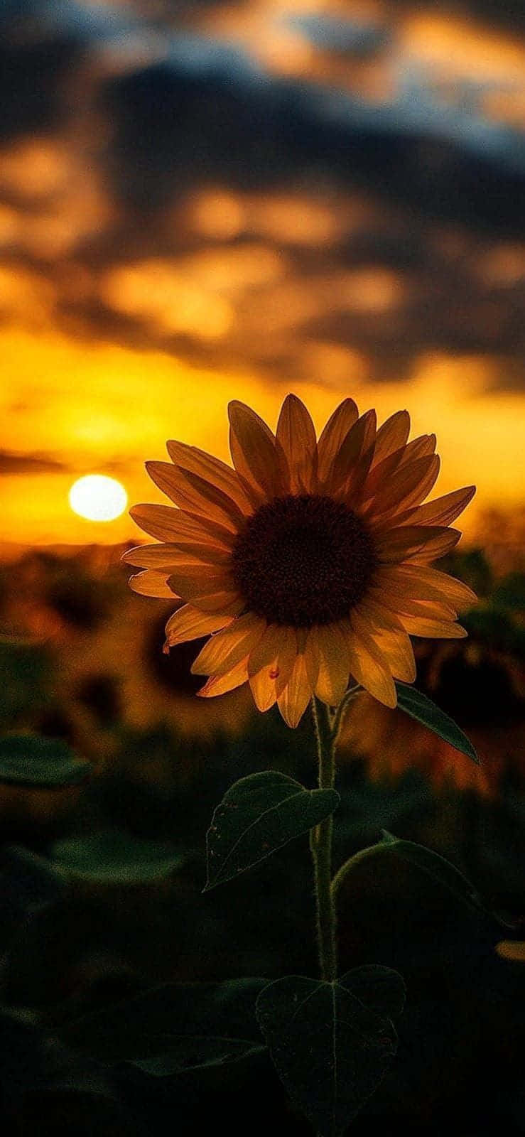 Sunflower Aesthetic iPhone, sunflower, fiery sunset sky, HD Phone Wallpaper