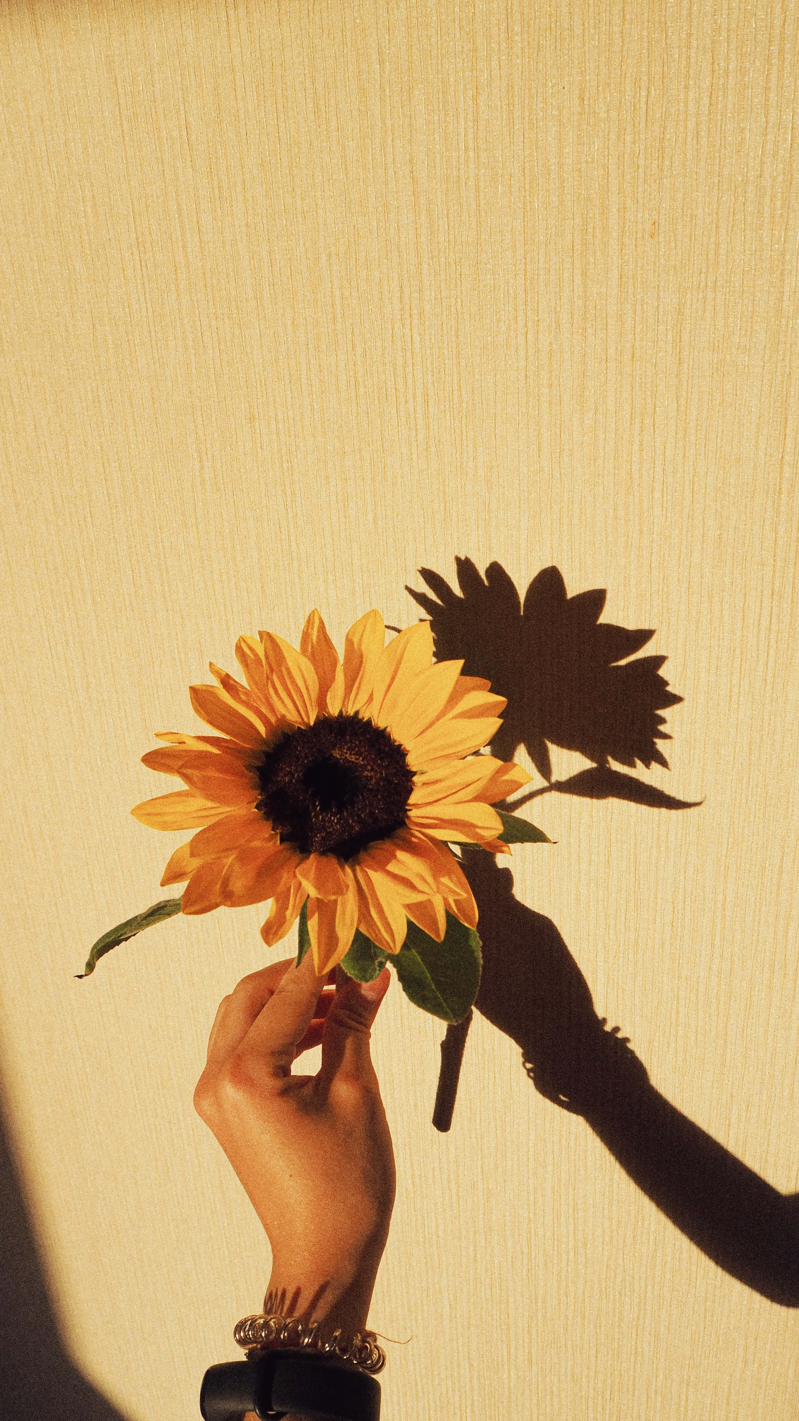 sunflower, beige wall, golden light, 4K Phone Wallpaper