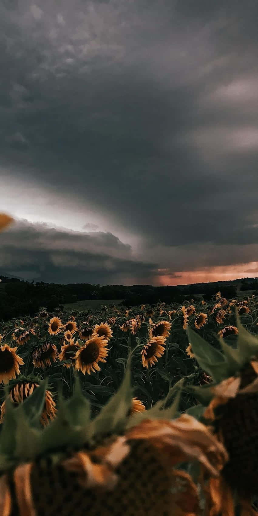 sunflower, stormy sky, dark clouds, HD Phone Wallpaper