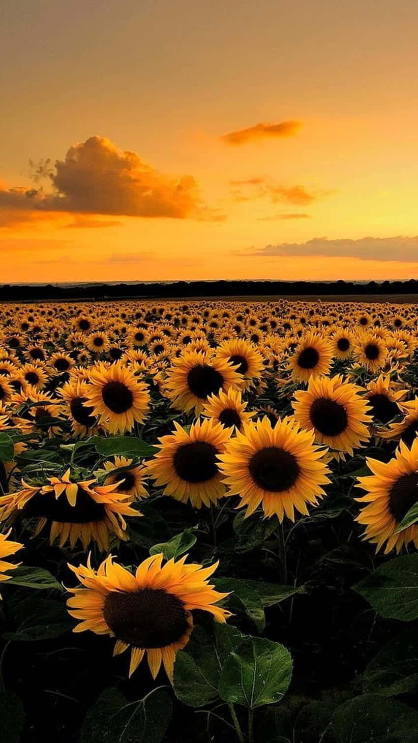 sunflower aesthetic iPhone, sunflower field, golden sunset sky, HD Phone Wallpaper