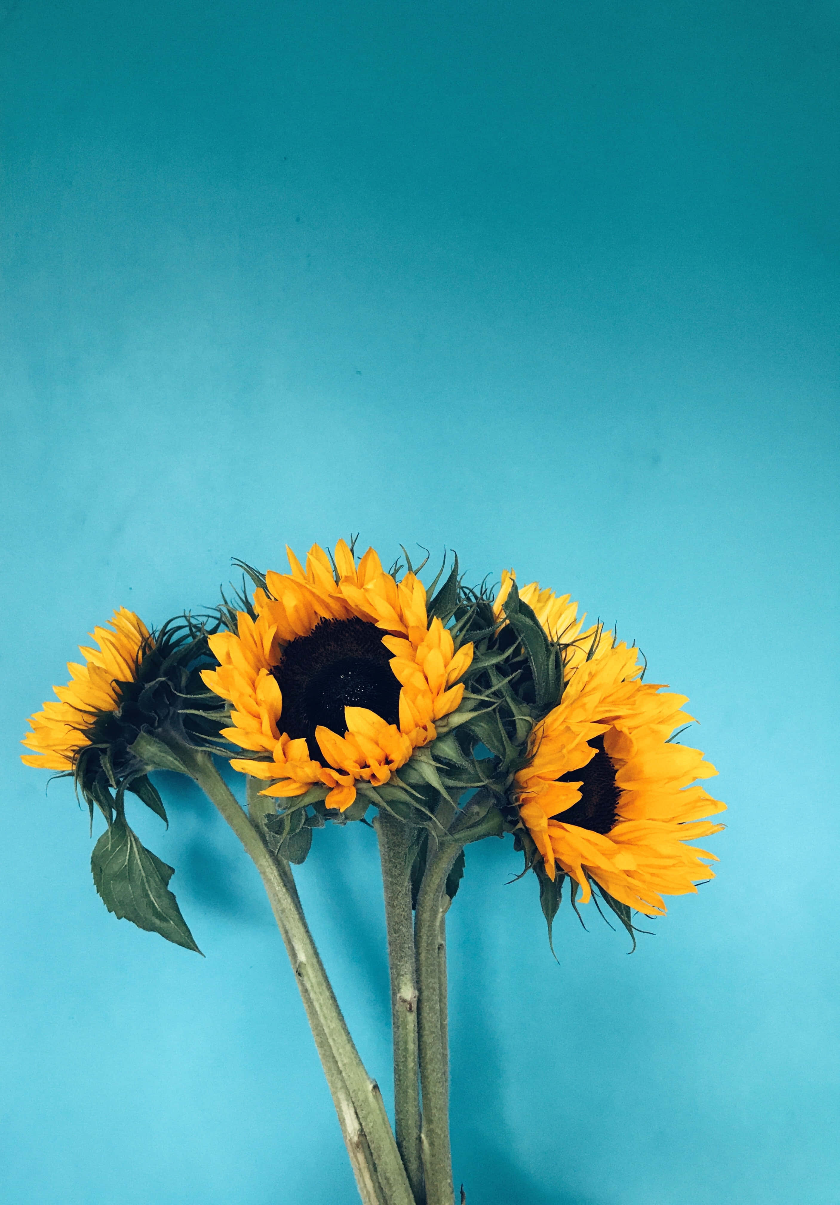 sunflower, vase, teal background, 4K Phone Wallpaper