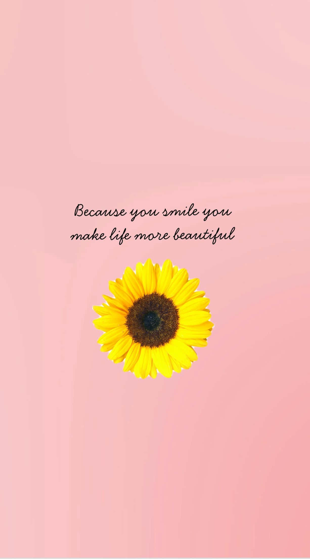 Sunflower Aesthetic iPhone, bright yellow sunflower, soft pink background, Full HD Phone Wallpaper