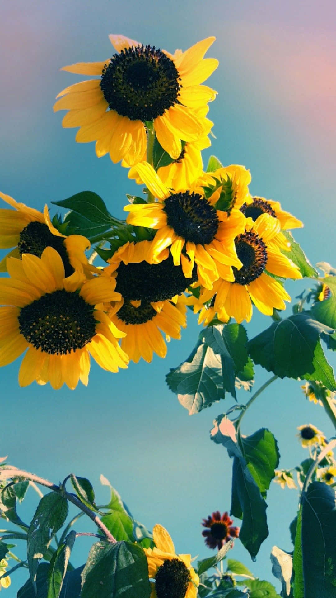 sunflower, blue sky, green leaves, Full HD Phone Wallpaper