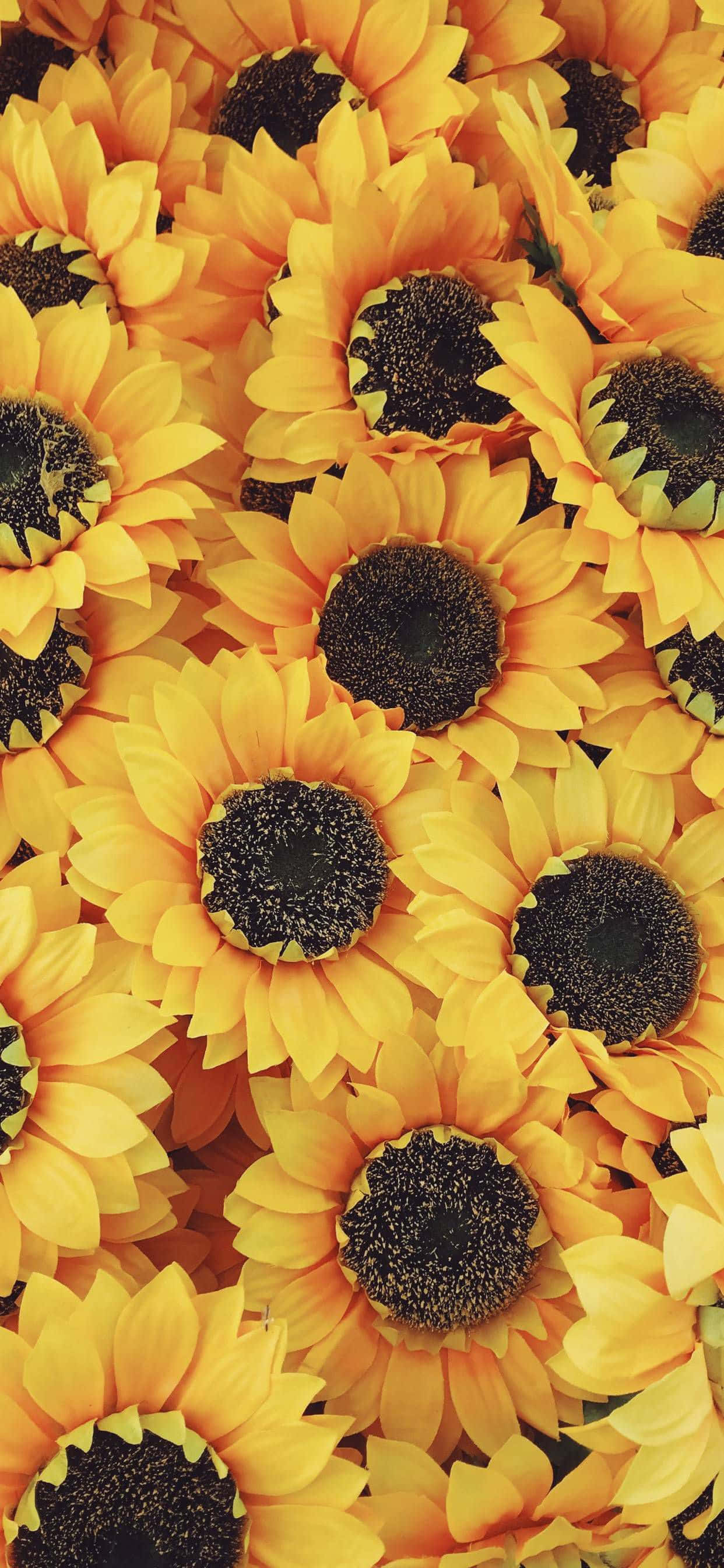 sunflower aesthetic iPhone, vibrant yellow sunflowers, dark centers, 2K Phone Wallpaper