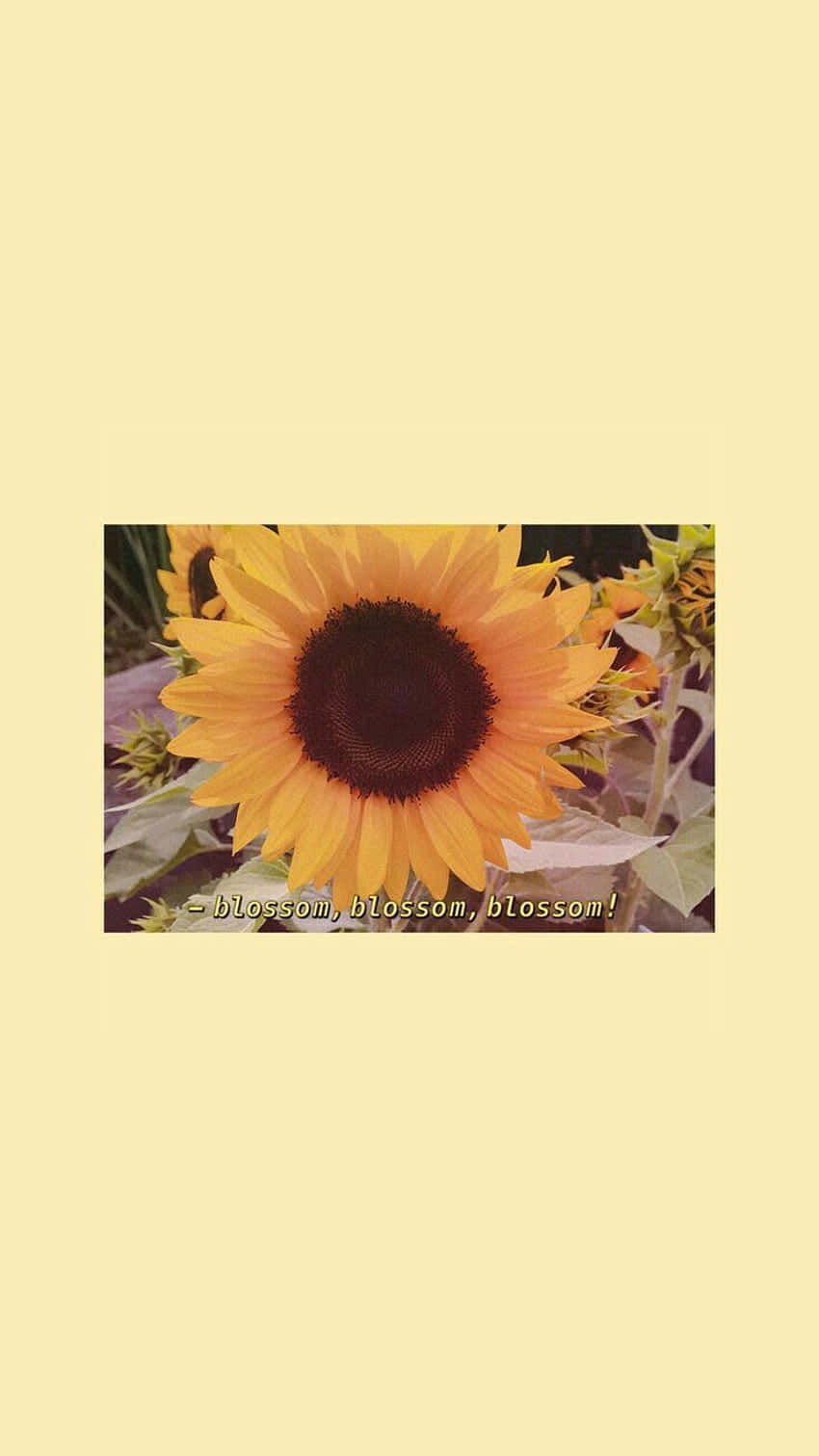 sunflower, bright yellow petals, dark center, HD Phone Wallpaper