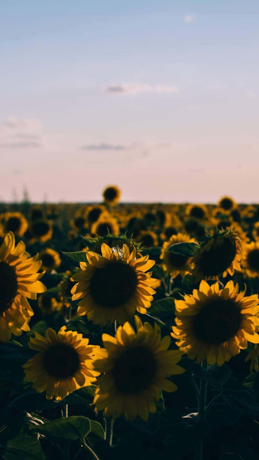 Sunflower Aesthetic iPhone, pink sky, blue twilight sky, HD Phone Wallpaper