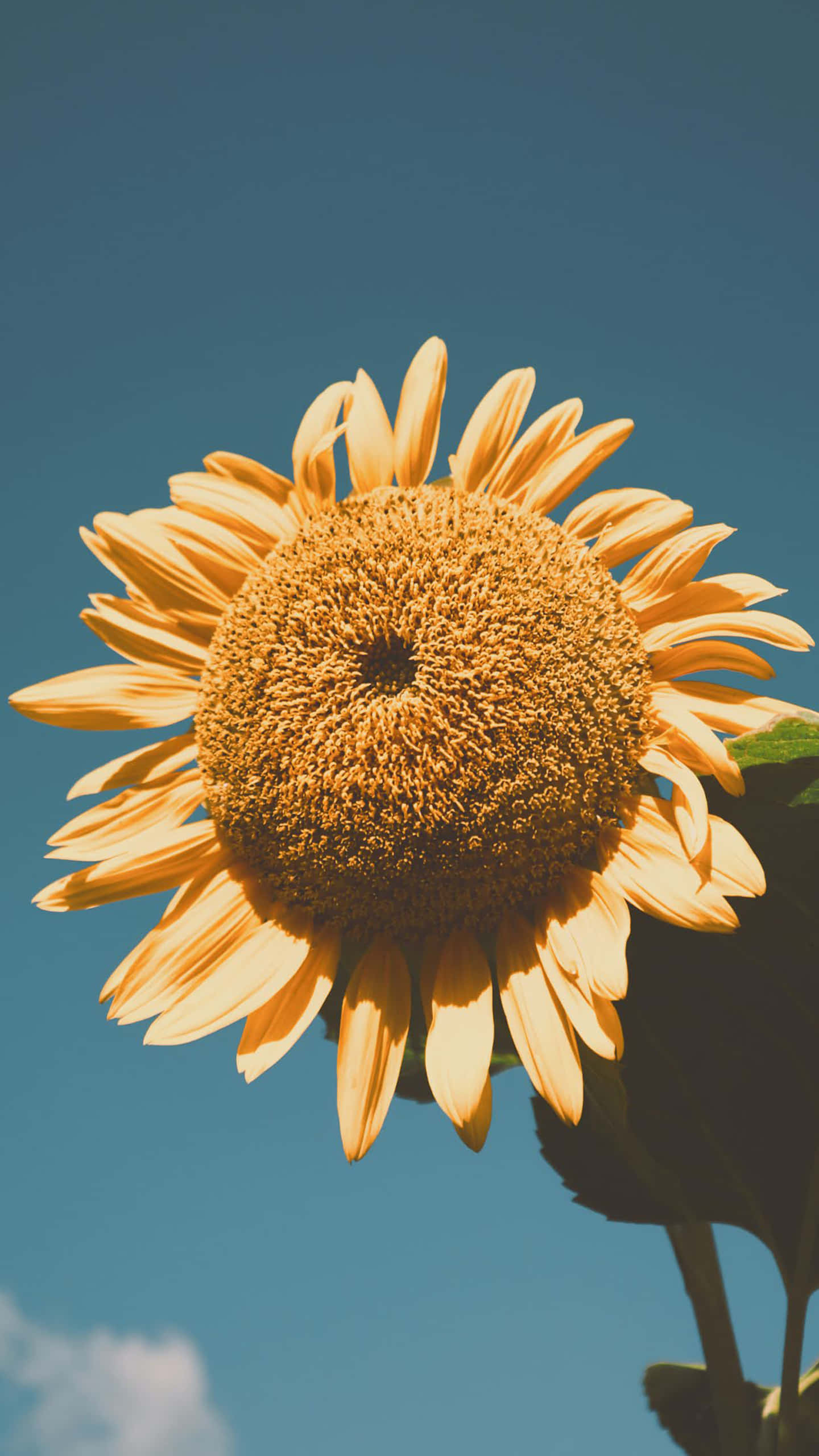 sunflower, golden petals, detailed center blooms, 2K Phone Wallpaper