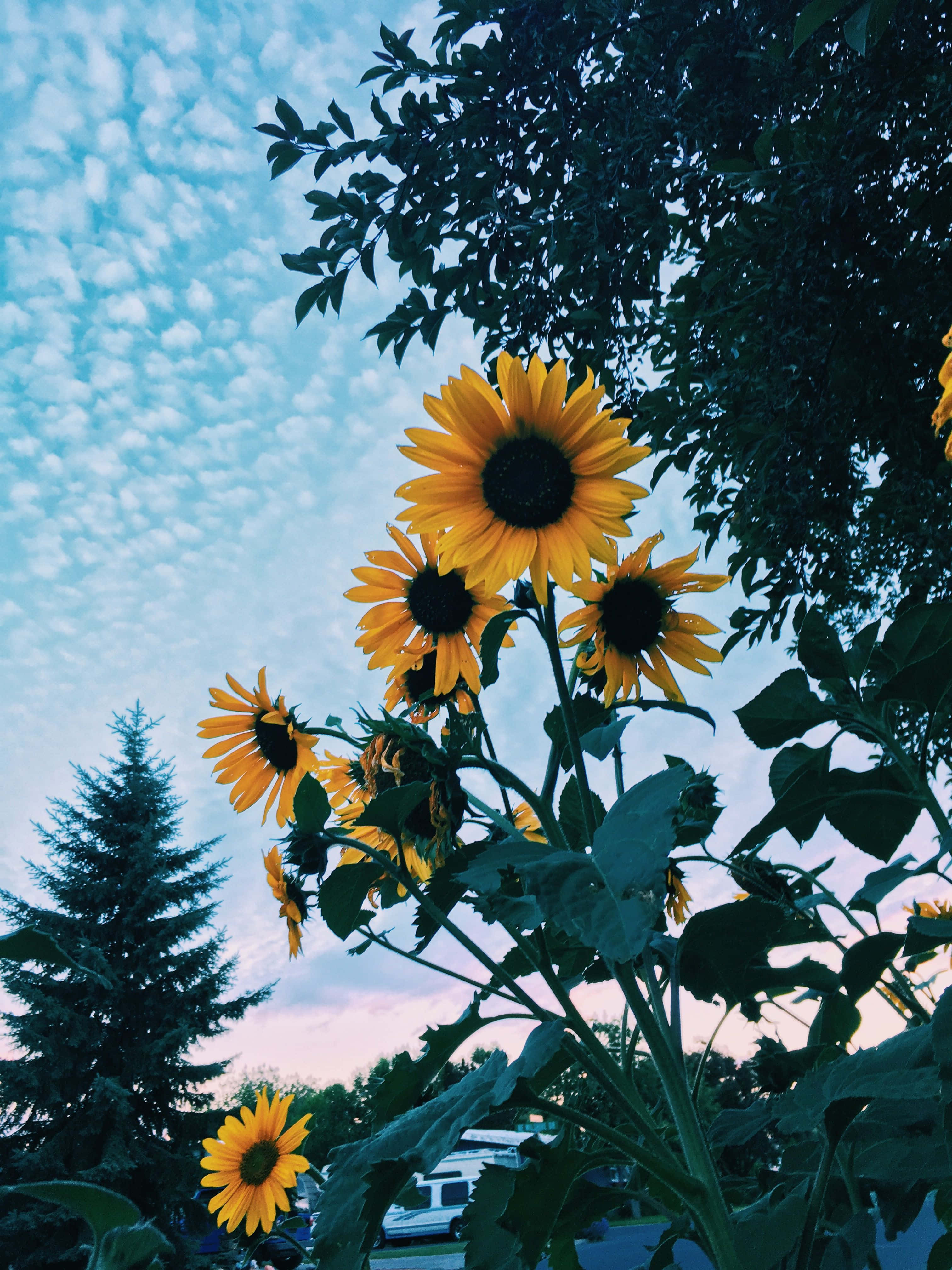 sunflower, twilight sky, clouds, 4K Phone Wallpaper