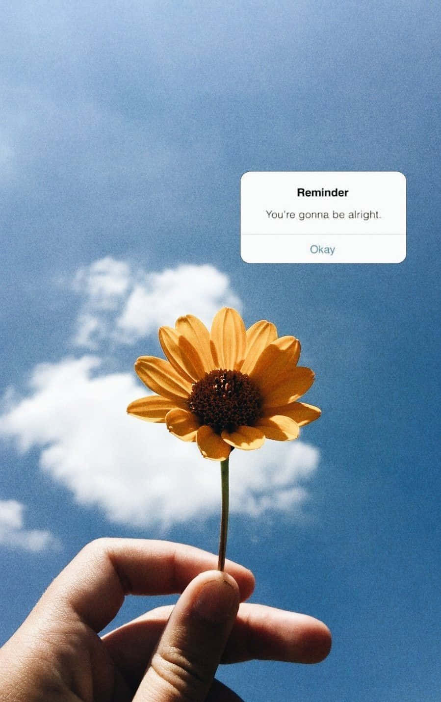 Sunflower Aesthetic iPhone, vibrant yellow flower, bright blue sky, HD Phone Wallpaper