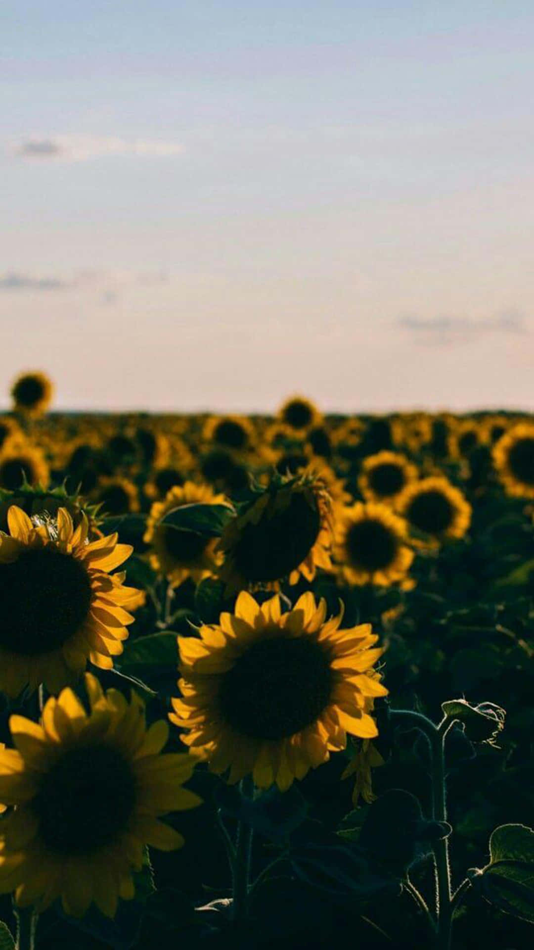 sunflowers, field, sunset, Full HD Phone Wallpaper