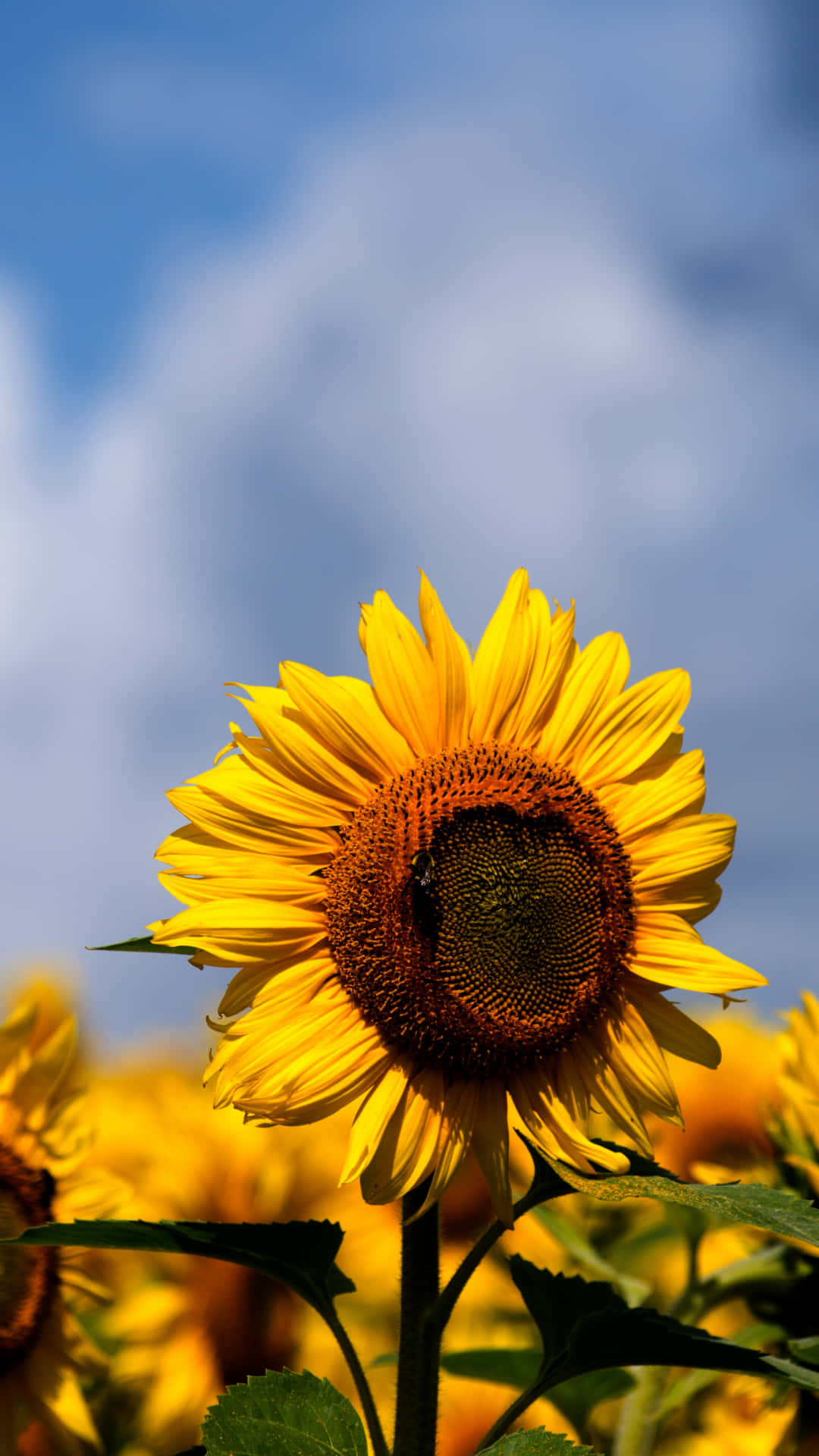 sunflower, yellow background, soft blue sky, Full HD Phone Wallpaper