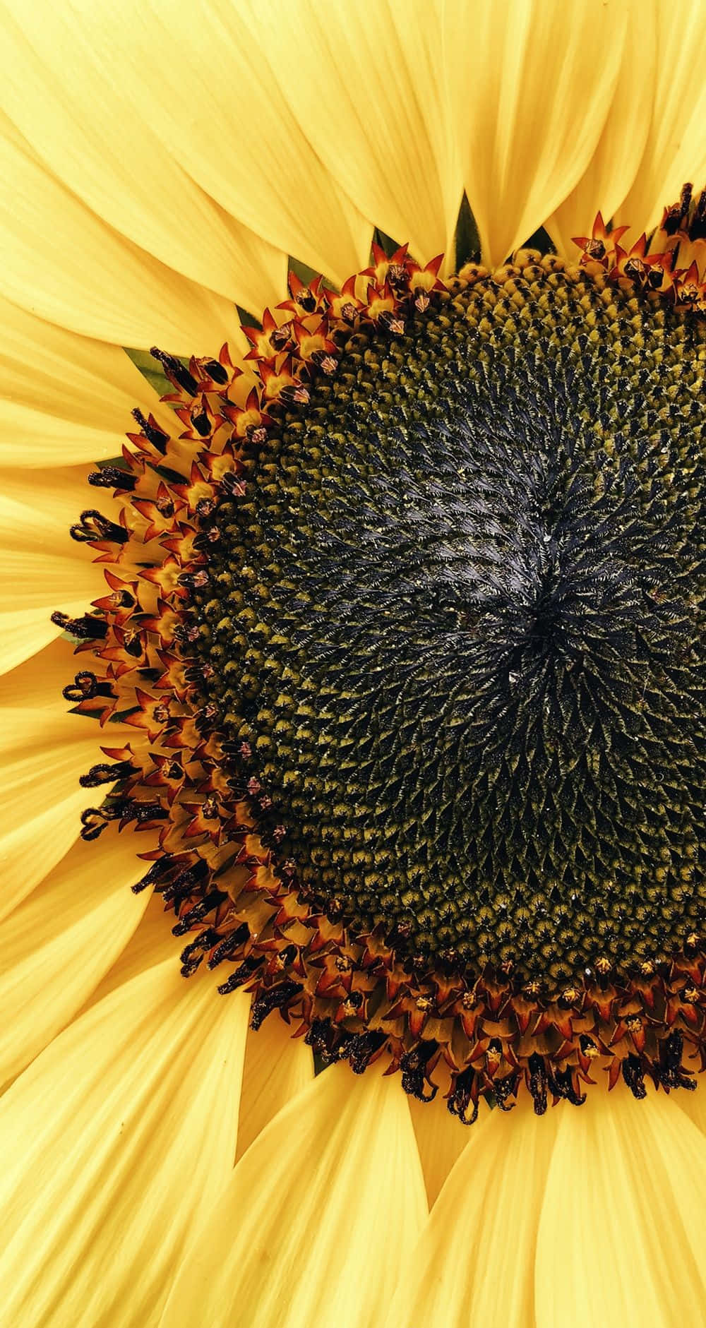sunflower, vibrant yellow petals, dark center, HD Phone Wallpaper