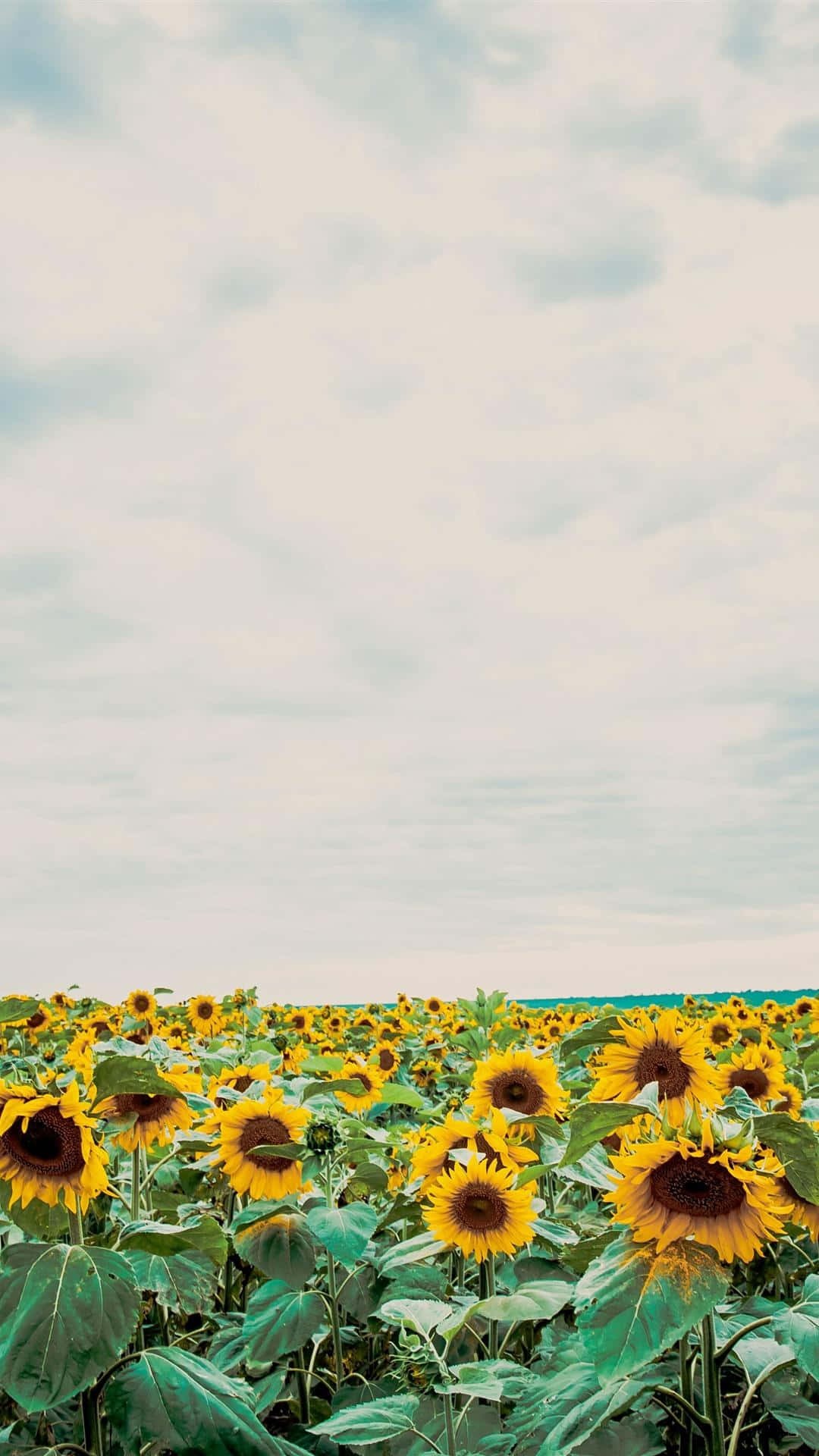 sunflower aesthetic iPhone, sunflower field, overcast sky, Full HD Phone Wallpaper