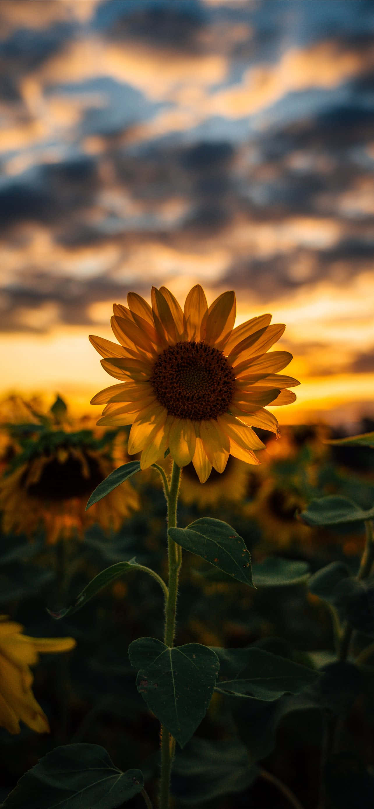 sunflower, sunset sky, golden clouds, 2K Phone Wallpaper