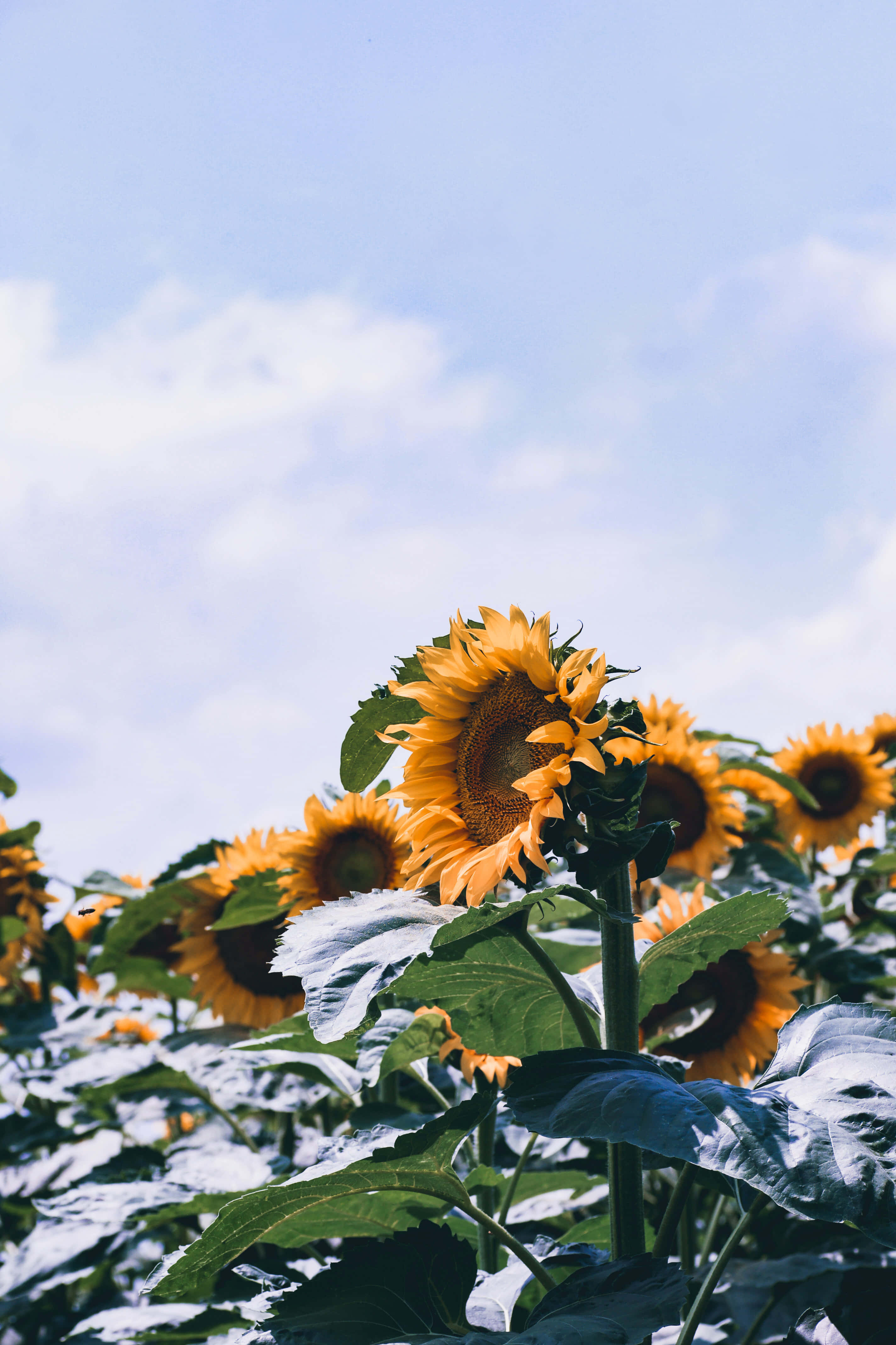 sunflower aesthetic iPhone, vibrant sunflowers, soft blue sky, 4K Phone Wallpaper