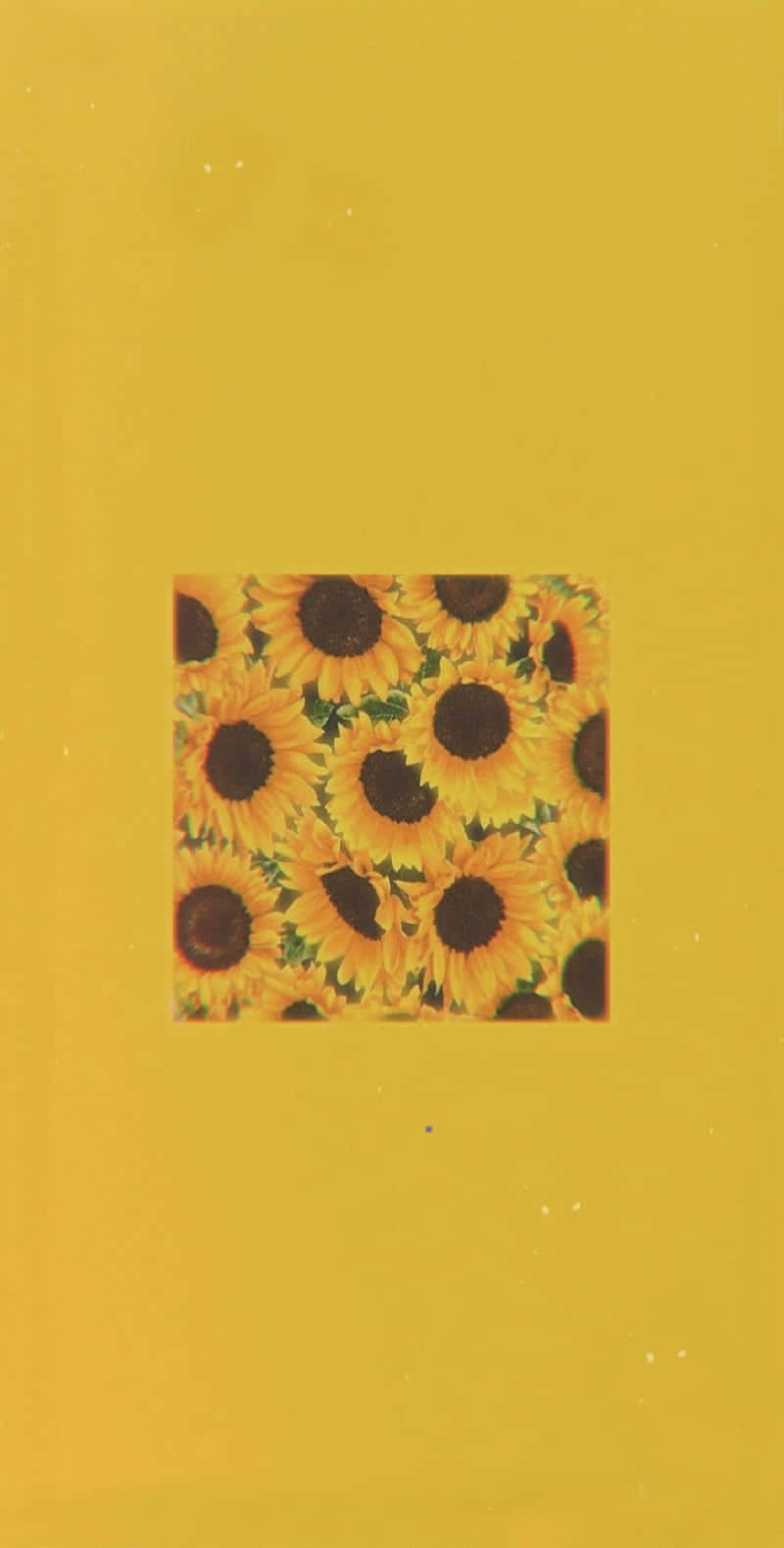 sunflower, mustard yellow, square cluster, HD Phone Wallpaper
