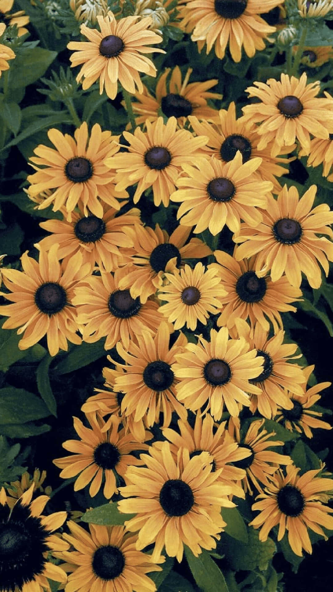 sunflower aesthetic, iPhone, 1080 x 1920, Full HD Phone Wallpaper