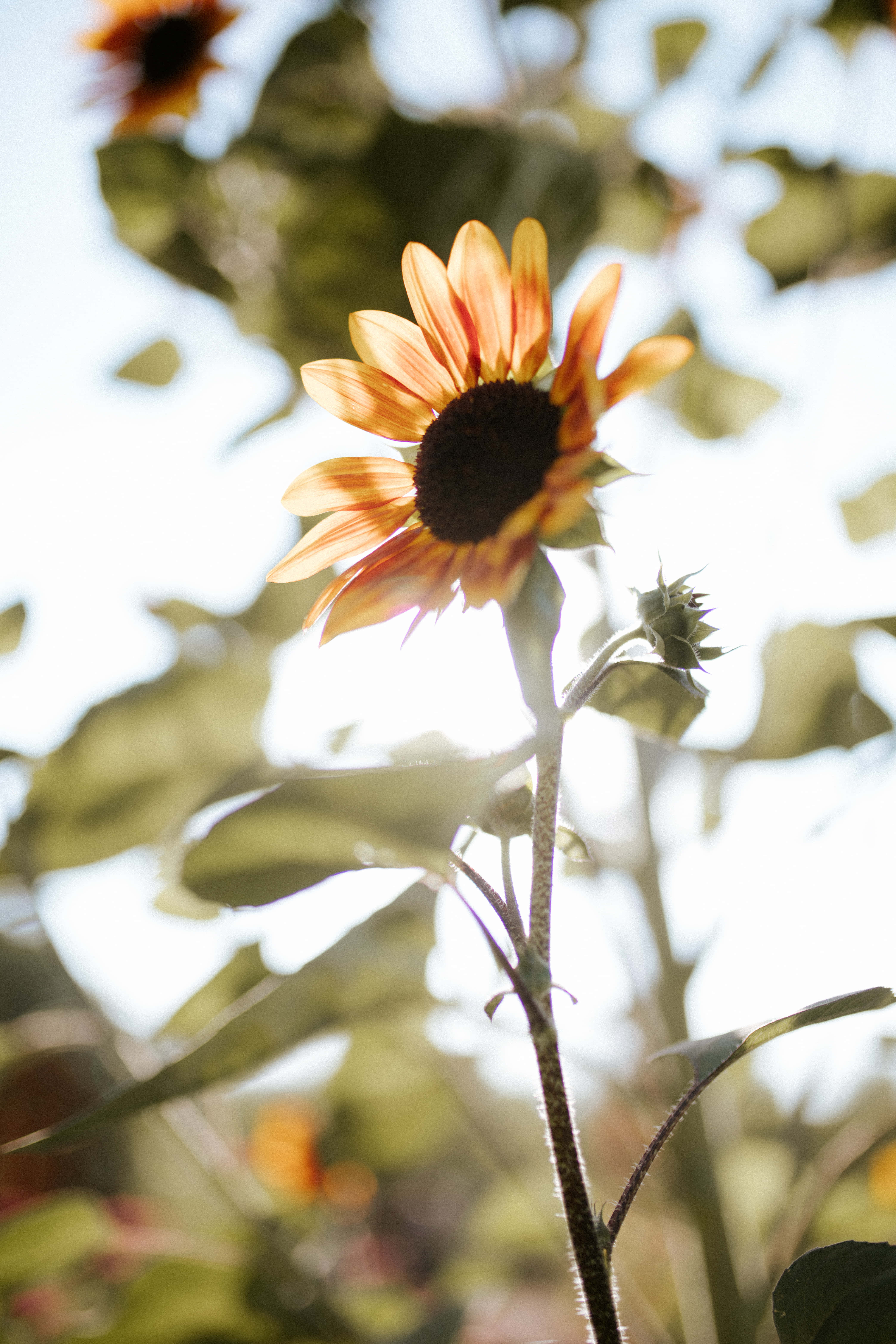 sunflower aesthetic iPhone, golden backlighting, soft bokeh leaves, 5K Phone Wallpaper