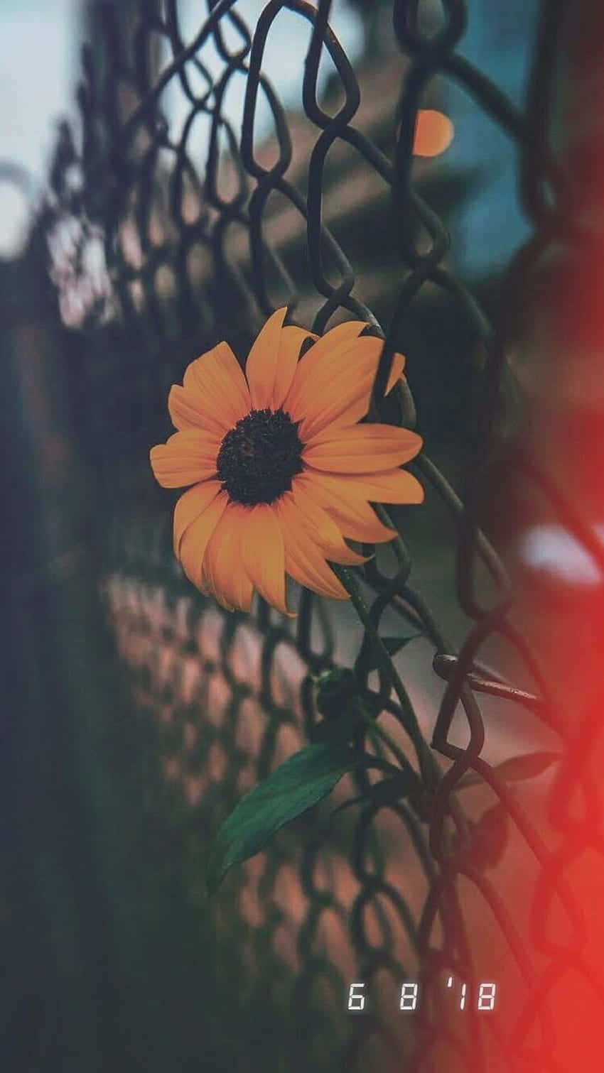 sunflower, rusted chain-link fence, vibrant orange, HD Phone Wallpaper