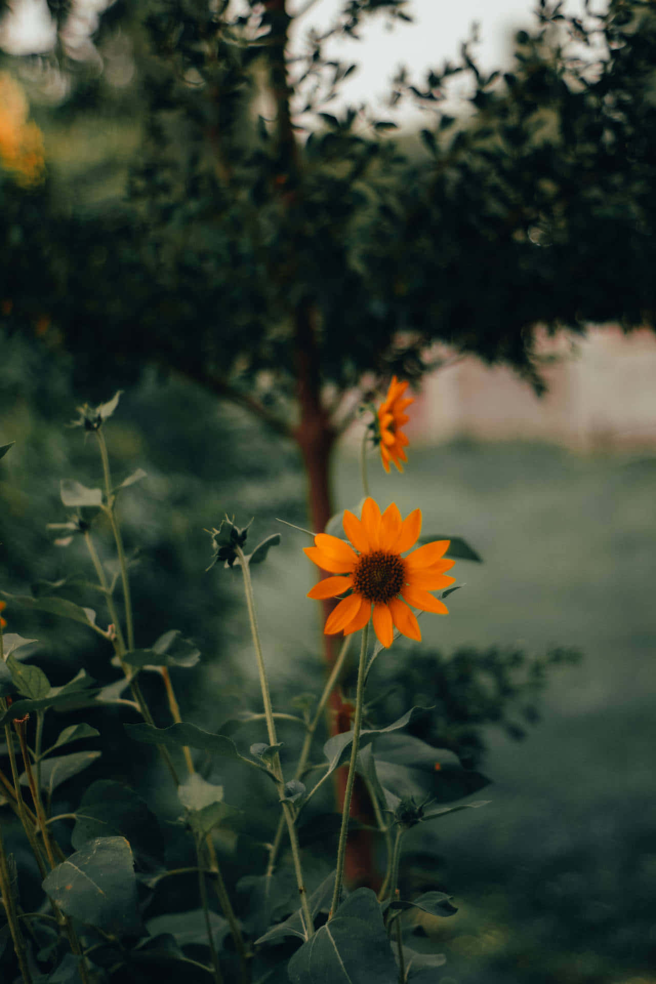 sunflower aesthetic iPhone, vibrant orange sunflower, lush green garden, Full HD Phone Wallpaper